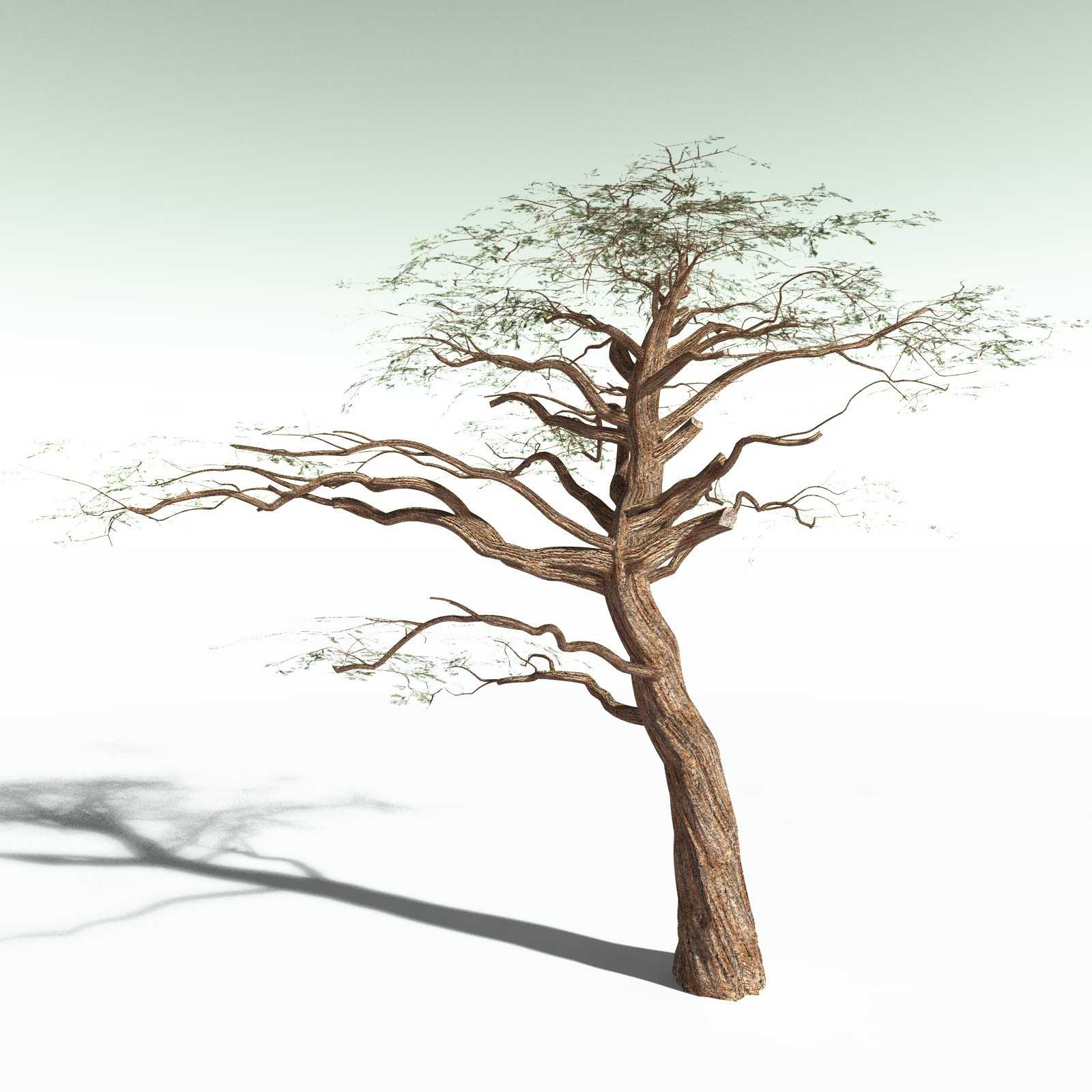 EVERYPlant Umbrella Thorn Acacia for Poser by N/A