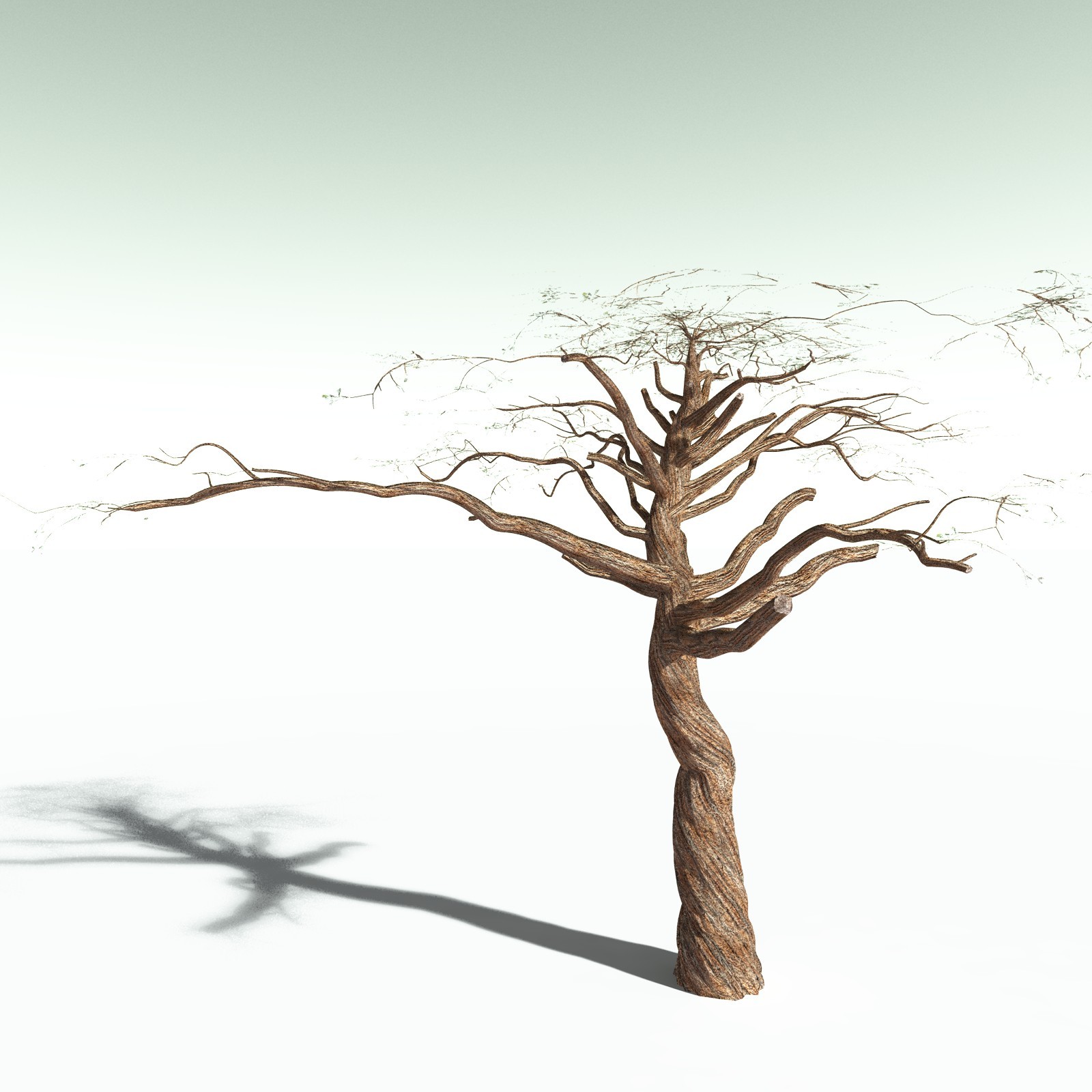 EVERYPlant Umbrella Thorn Acacia for Poser by N/A