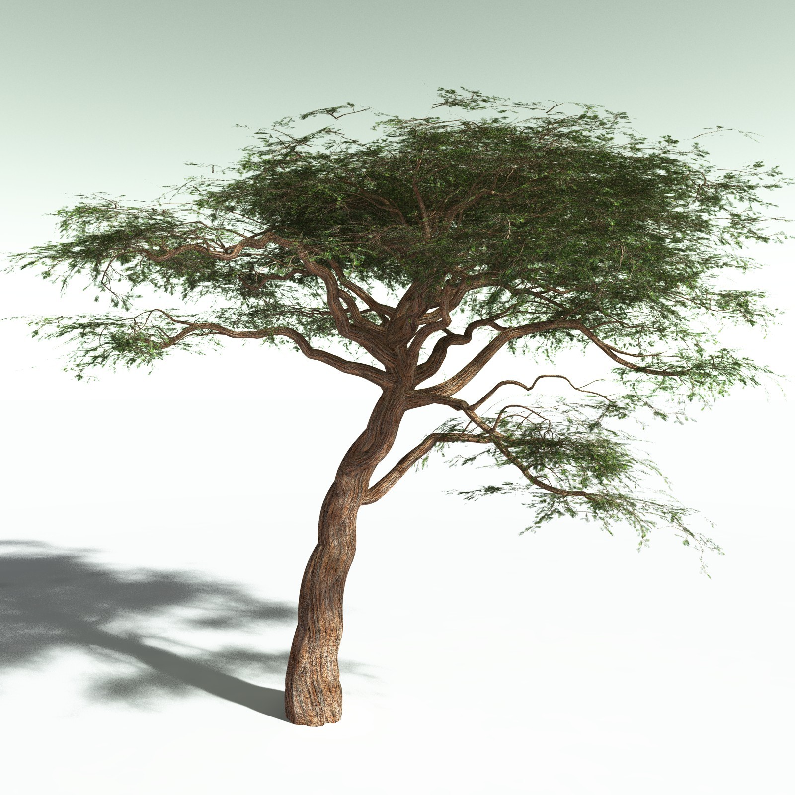 EVERYPlant Umbrella Thorn Acacia for Poser by N/A