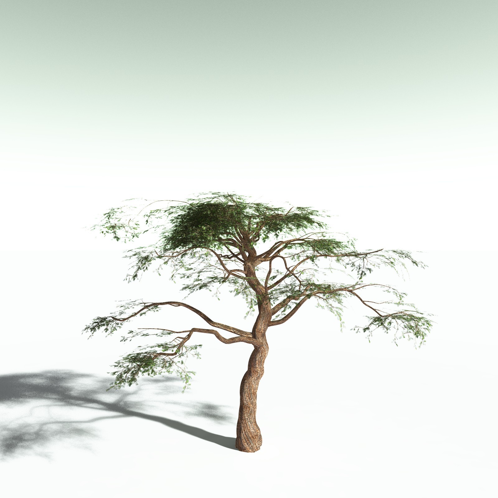 EVERYPlant Umbrella Thorn Acacia for Poser by N/A