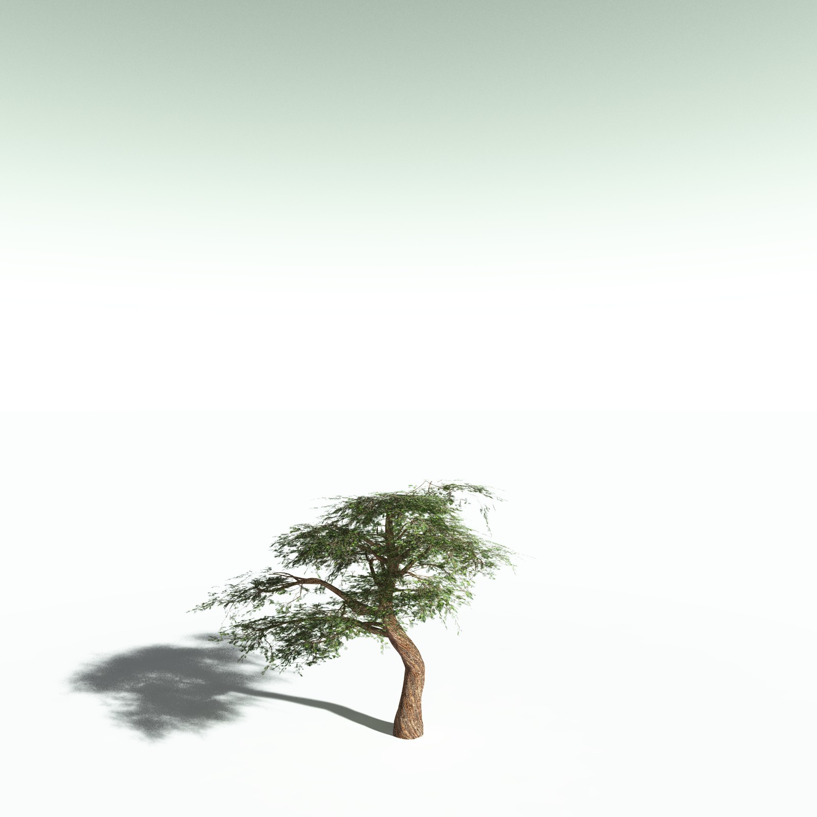 EVERYPlant Umbrella Thorn Acacia for Poser by N/A