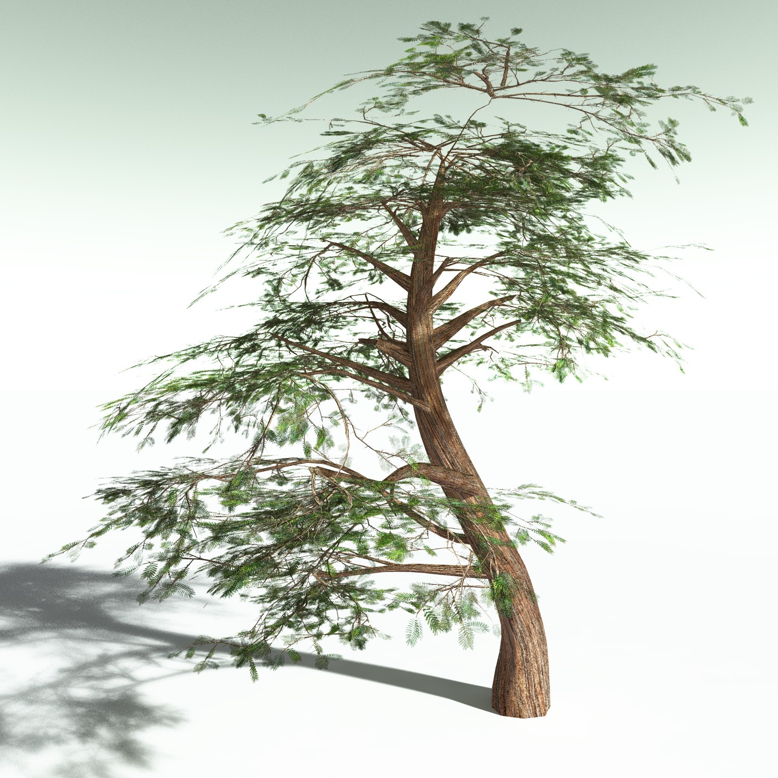 EVERYPlant Umbrella Thorn Acacia for Poser by N/A