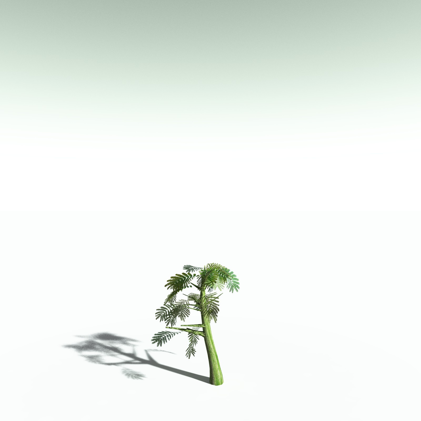 EVERYPlant Umbrella Thorn Acacia for Poser by N/A