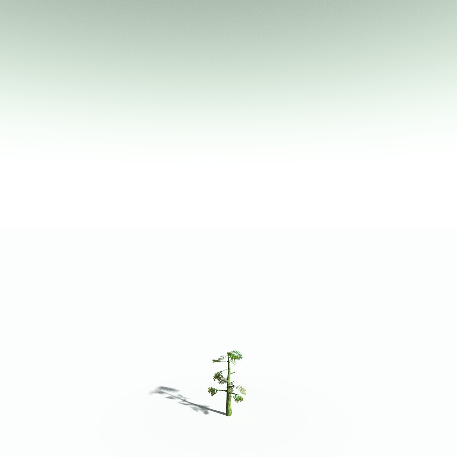 EVERYPlant Umbrella Thorn Acacia for Poser by N/A