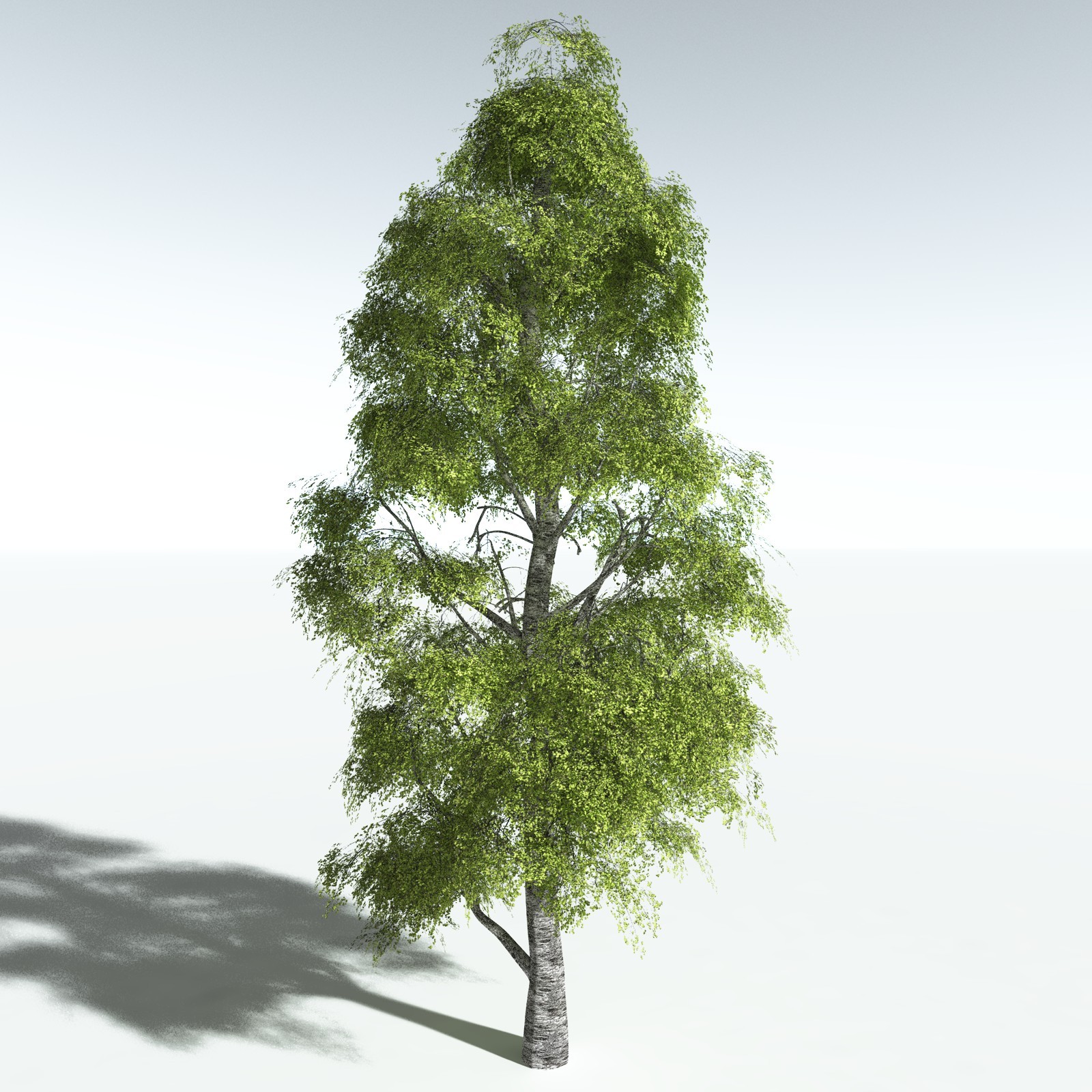EVERYPlant Silver Birch for Vue by N/A