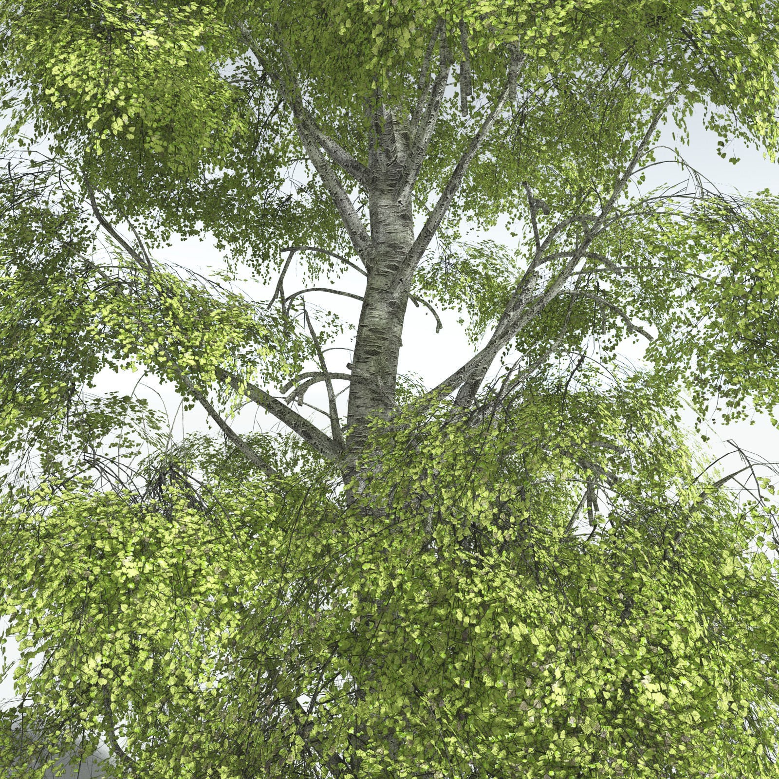 EVERYPlant Silver Birch for Vue by N/A