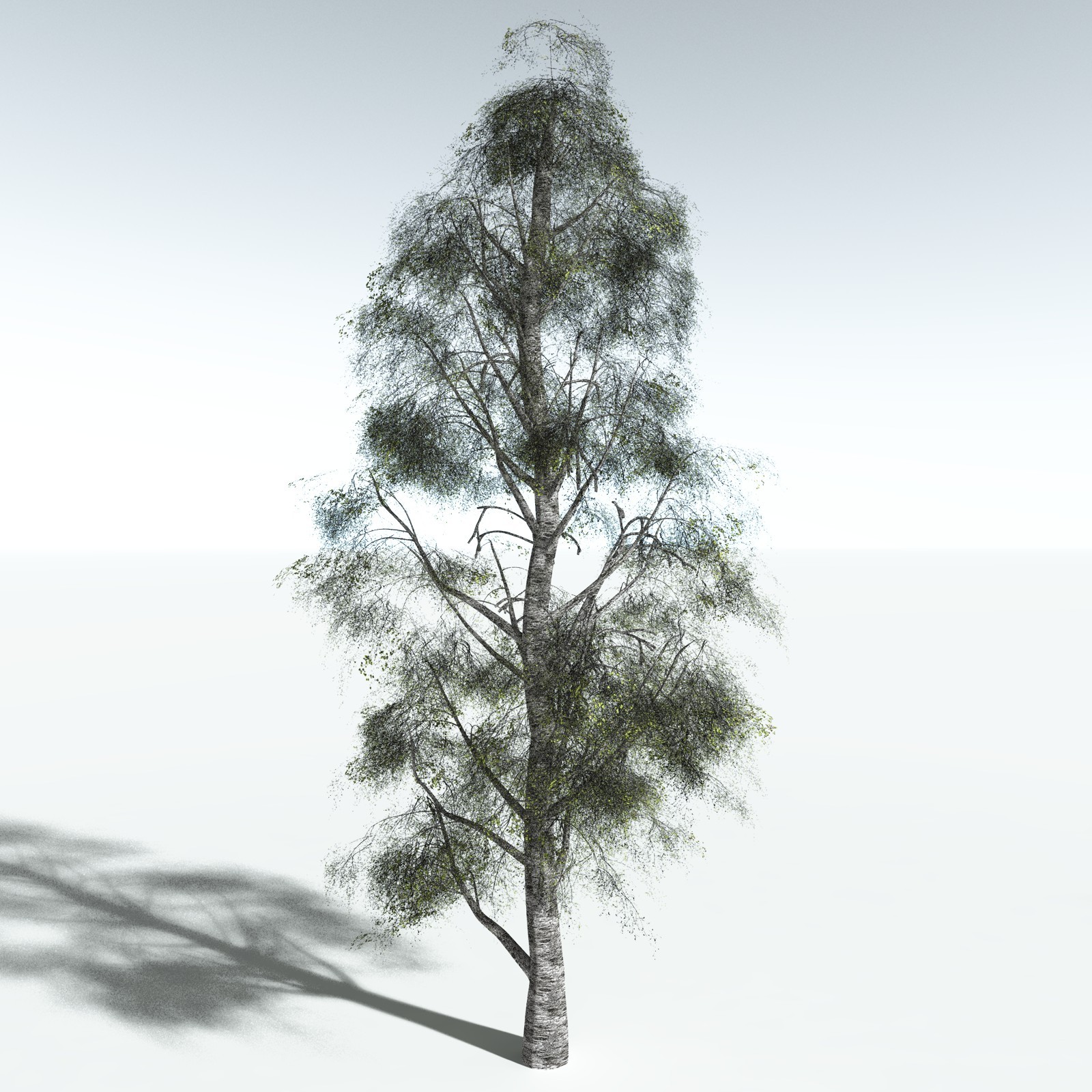 EVERYPlant Silver Birch for Vue by N/A