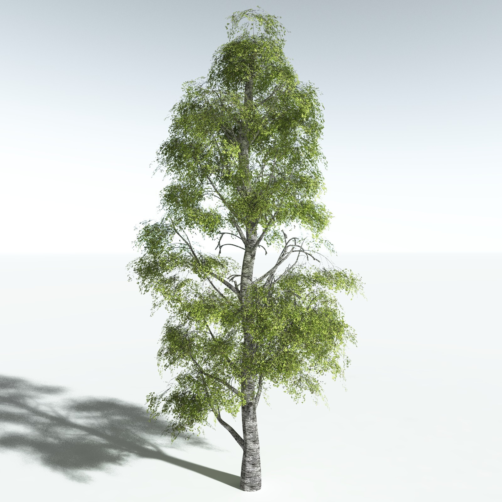 EVERYPlant Silver Birch for Vue by N/A