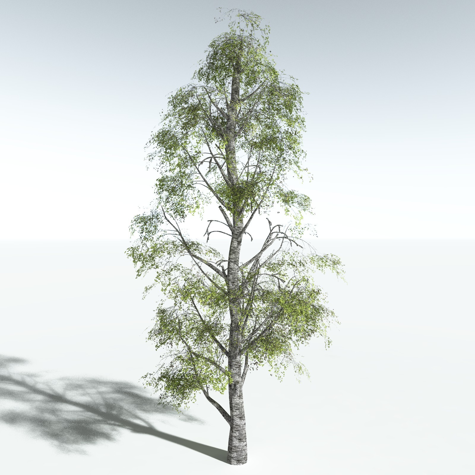 EVERYPlant Silver Birch for Vue by N/A