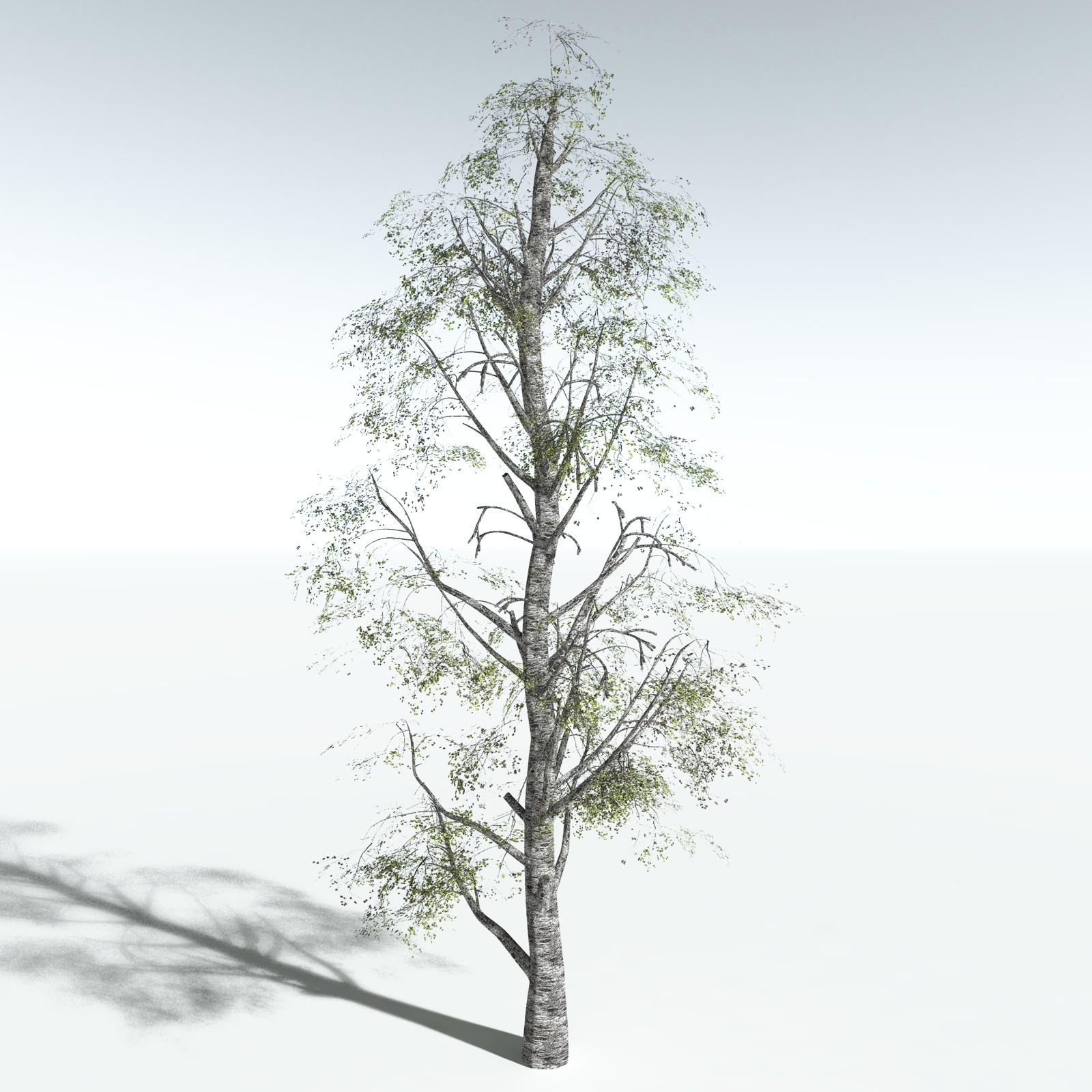 EVERYPlant Silver Birch for Vue by N/A