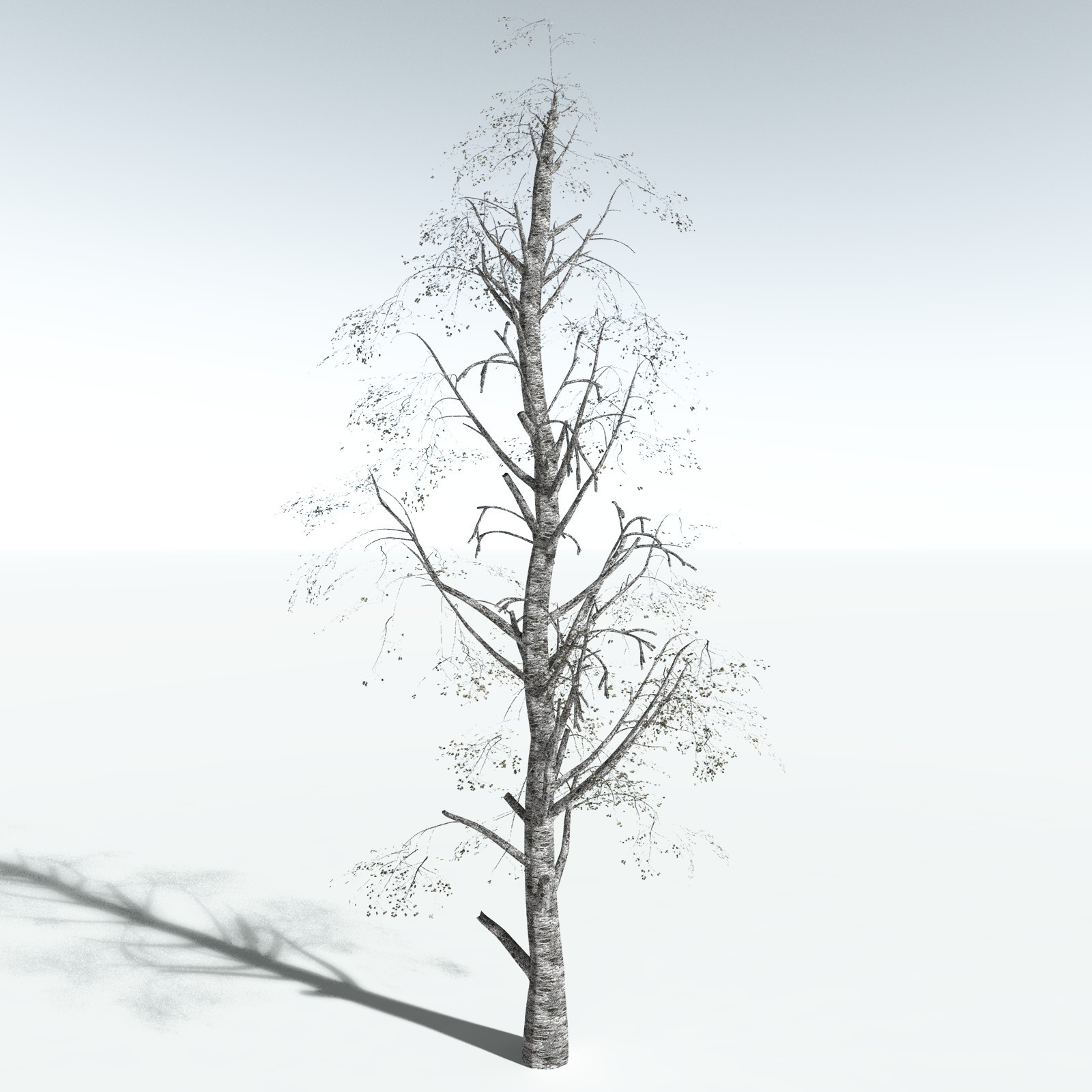 EVERYPlant Silver Birch for Vue by N/A