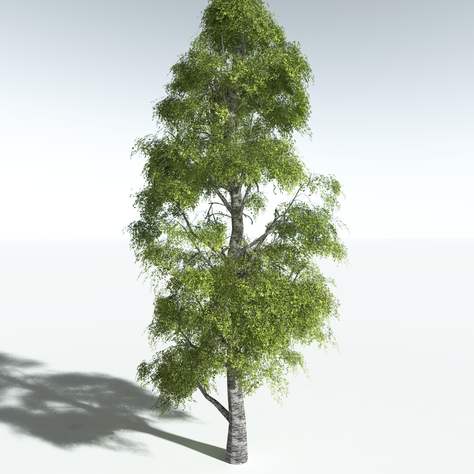 EVERYPlant Silver Birch for Vue by N/A