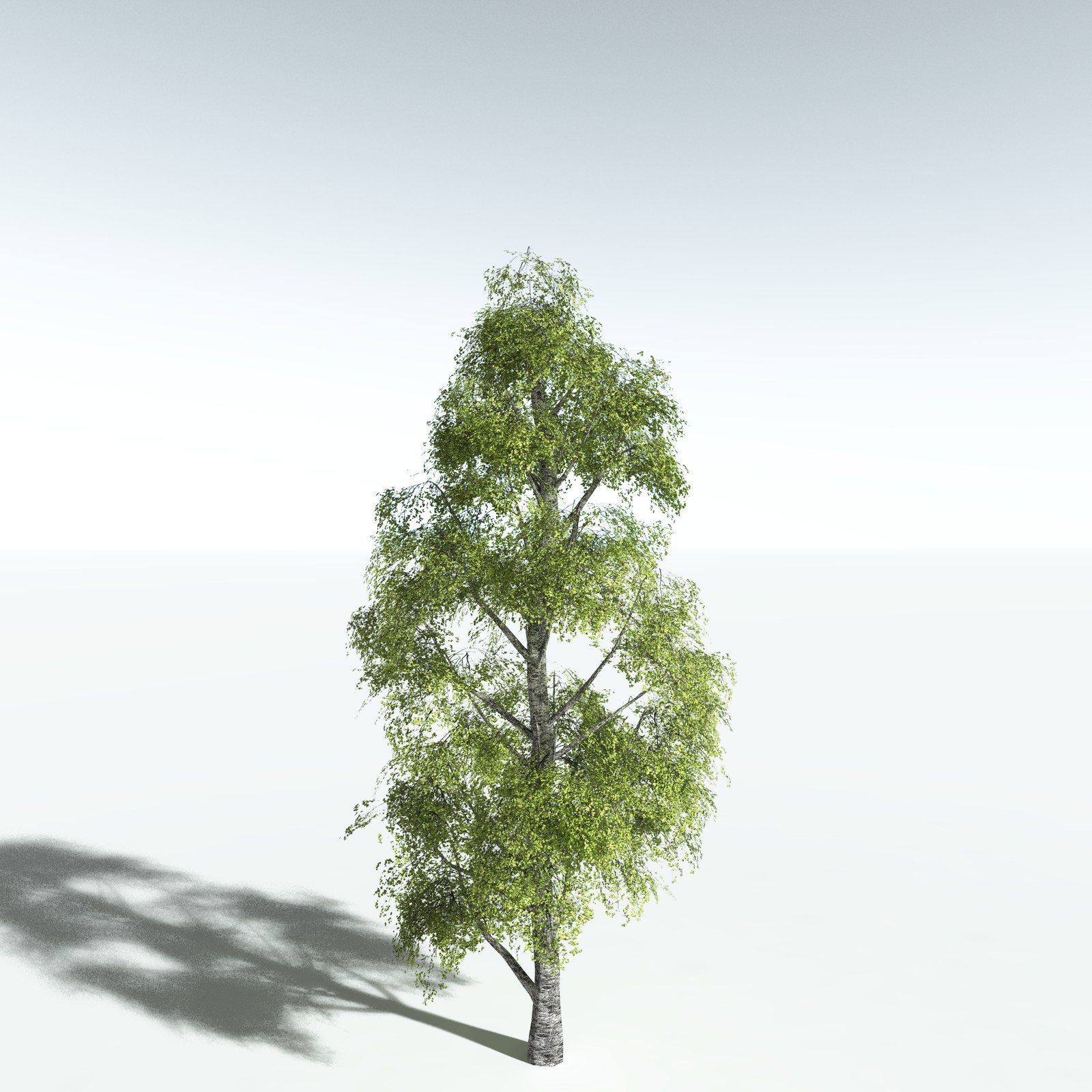 EVERYPlant Silver Birch for Vue by N/A