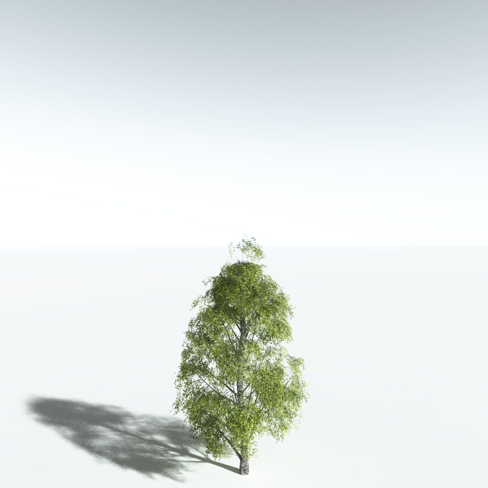 EVERYPlant Silver Birch for Vue by N/A