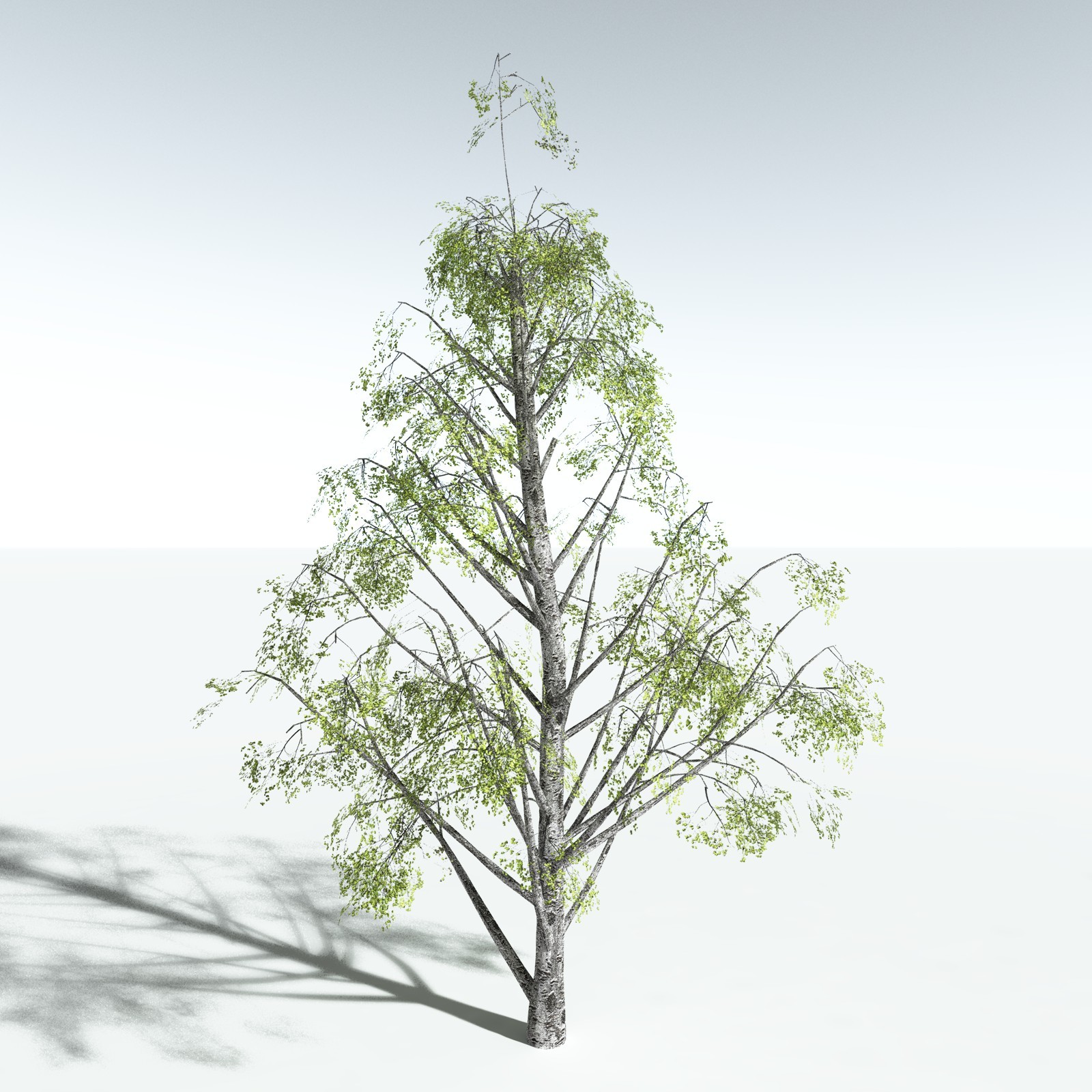 EVERYPlant Silver Birch for Vue by N/A
