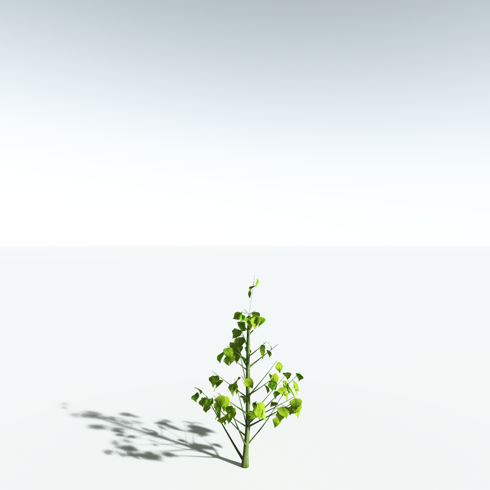 EVERYPlant Silver Birch for Vue by N/A