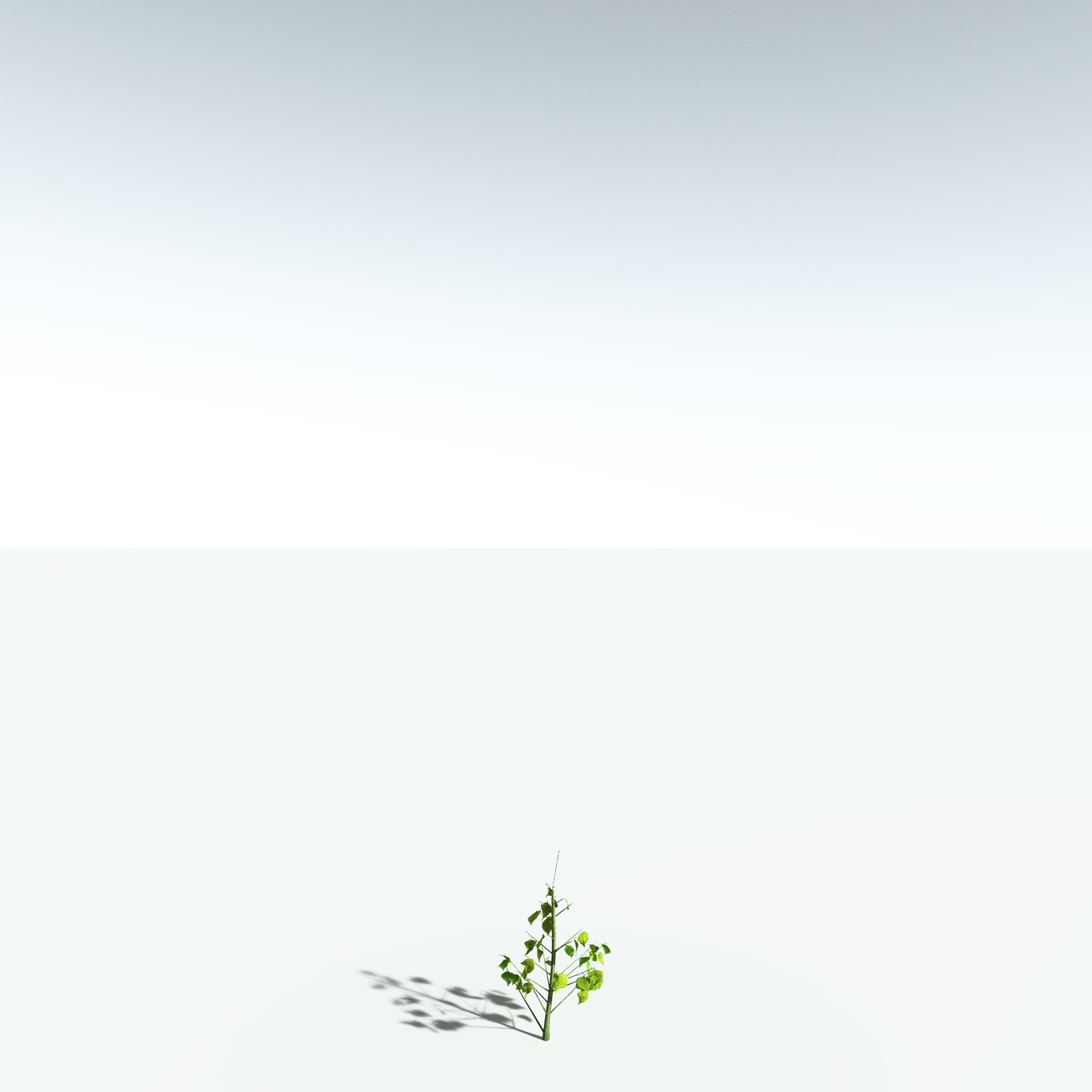 EVERYPlant Silver Birch for Vue by N/A