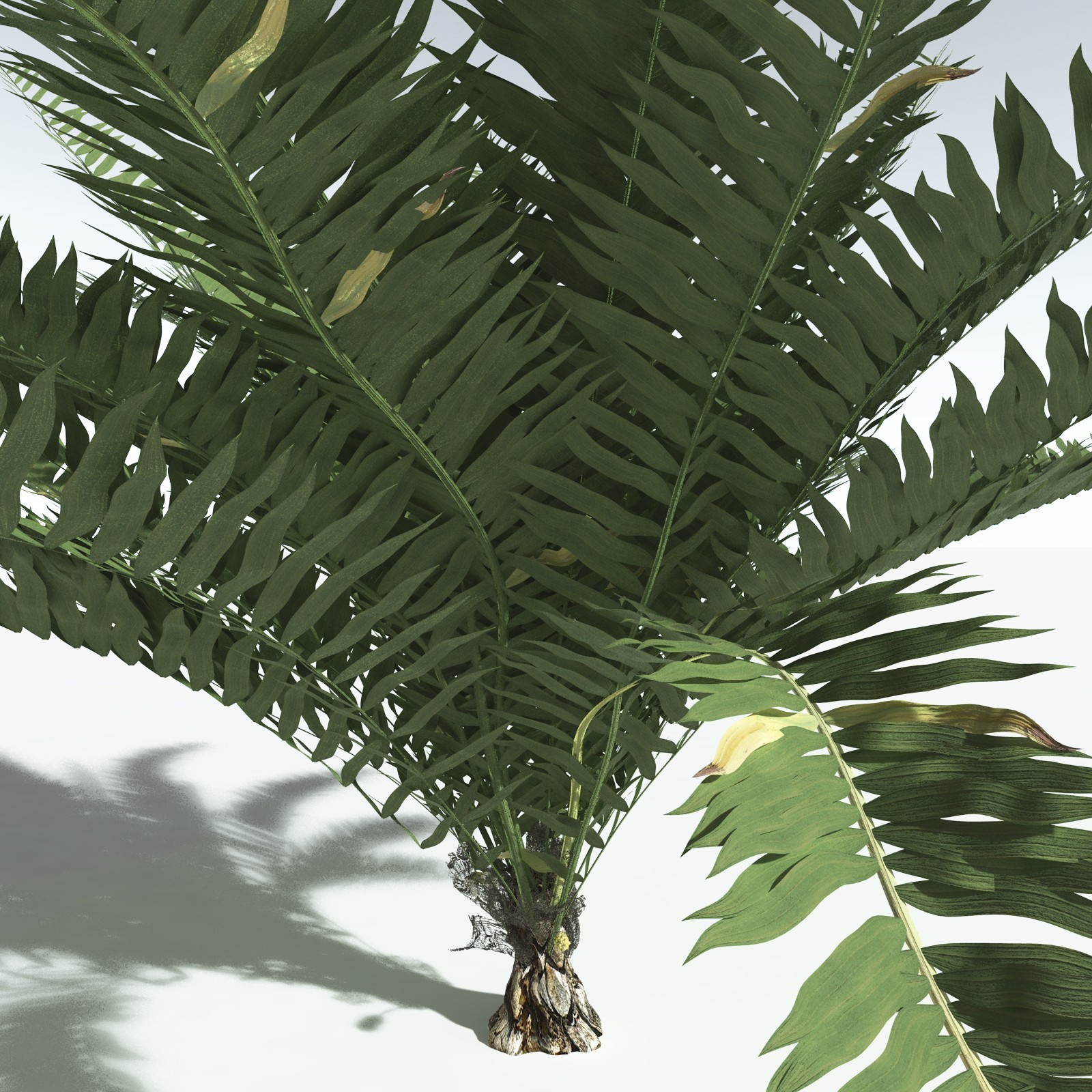 EVERYPlant Seashore Palm for Vue by N/A