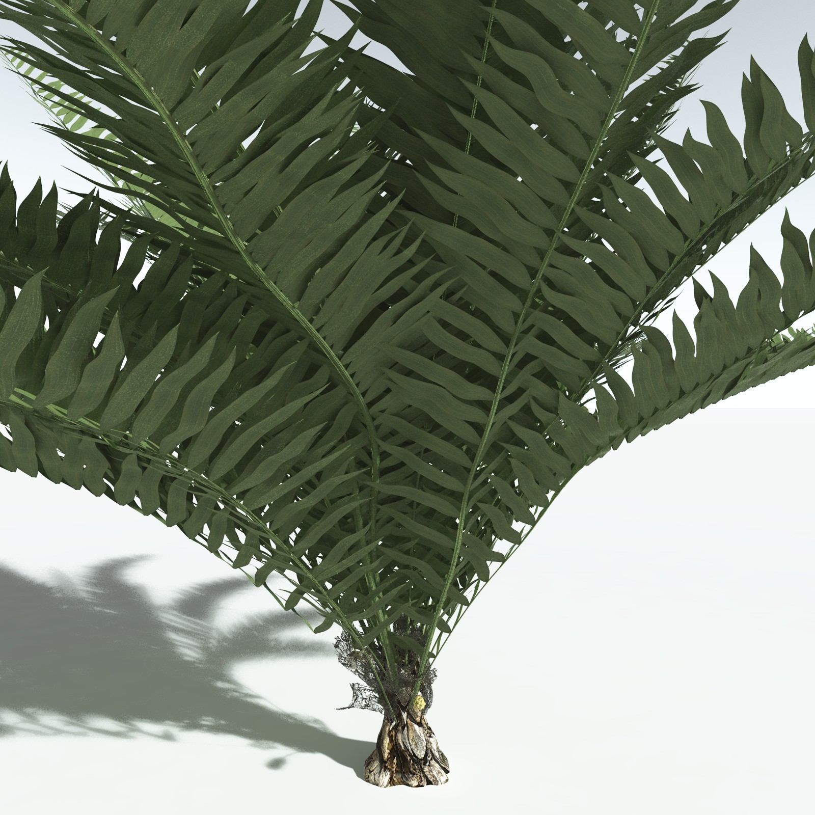 EVERYPlant Seashore Palm for Vue by N/A