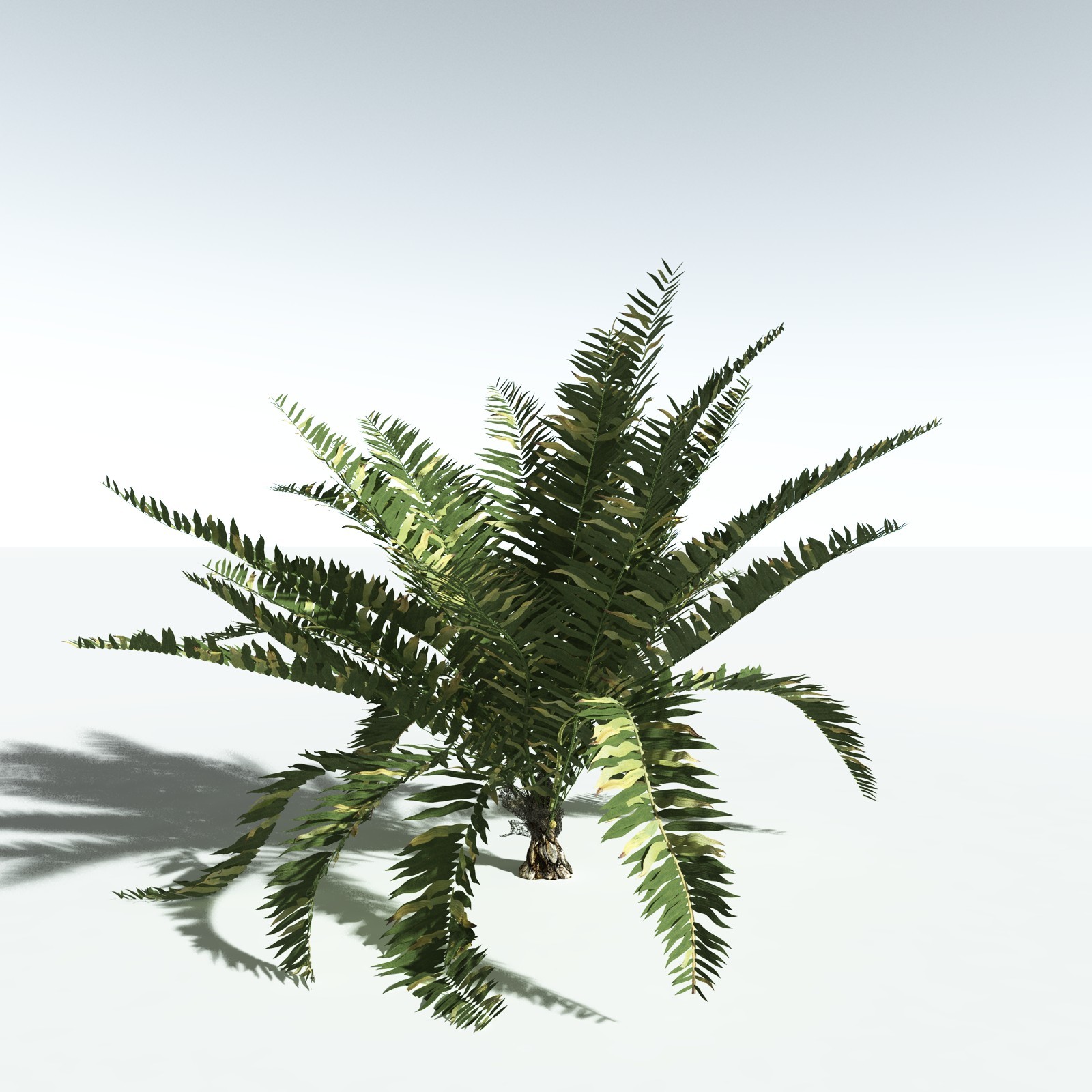 EVERYPlant Seashore Palm for Vue by N/A