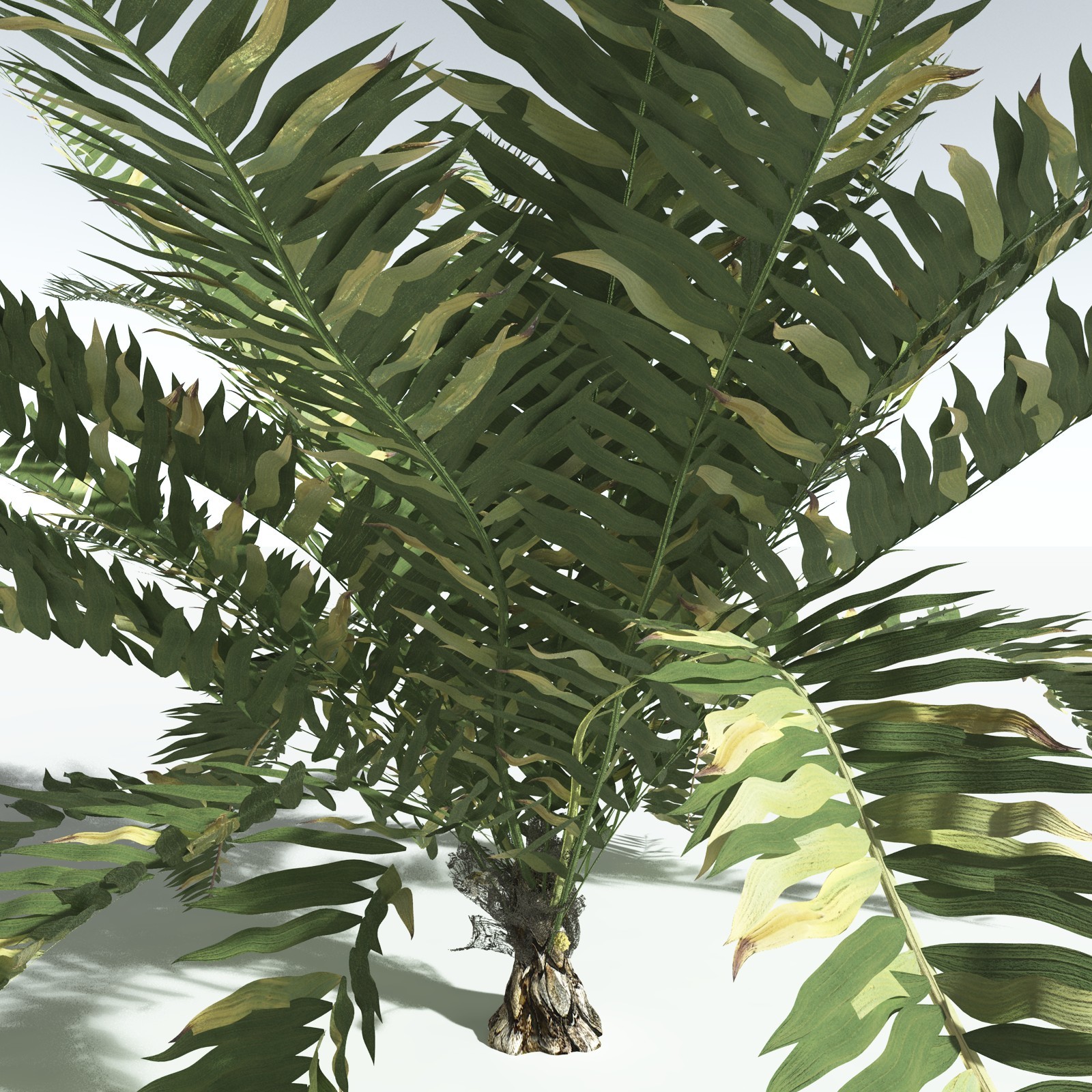 EVERYPlant Seashore Palm for Vue by N/A