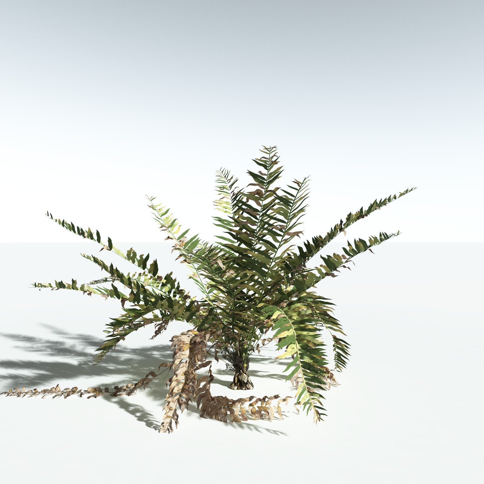 EVERYPlant Seashore Palm for Vue by N/A