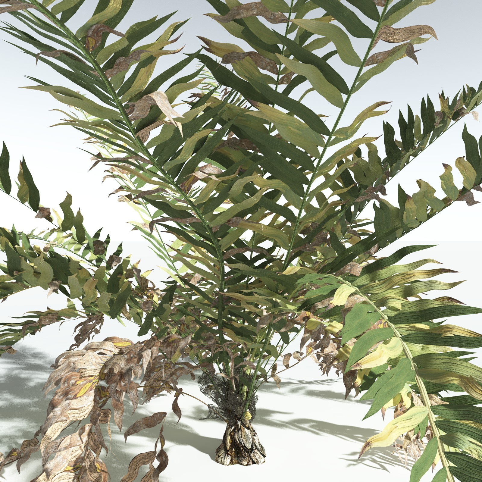 EVERYPlant Seashore Palm for Vue by N/A