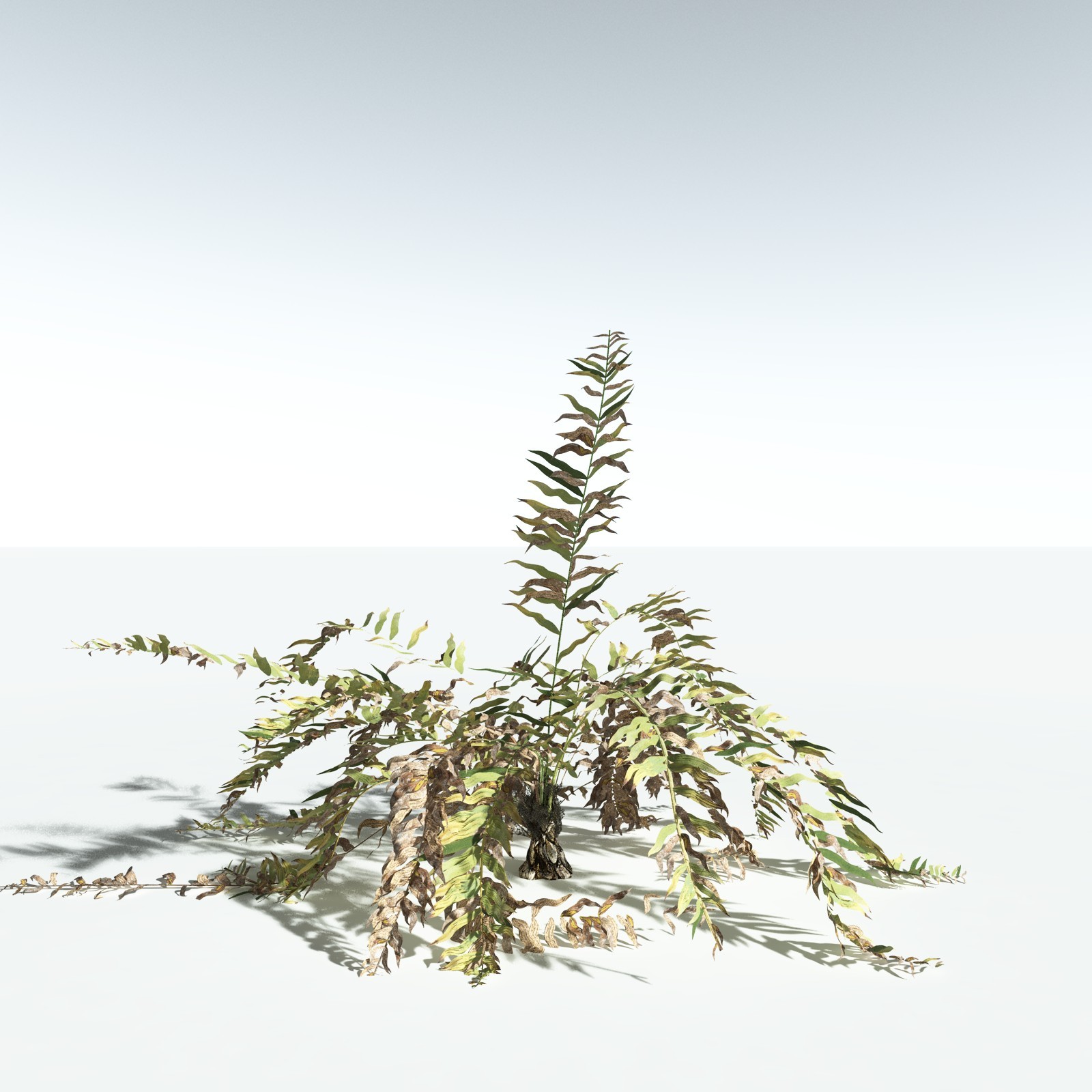 EVERYPlant Seashore Palm for Vue by N/A