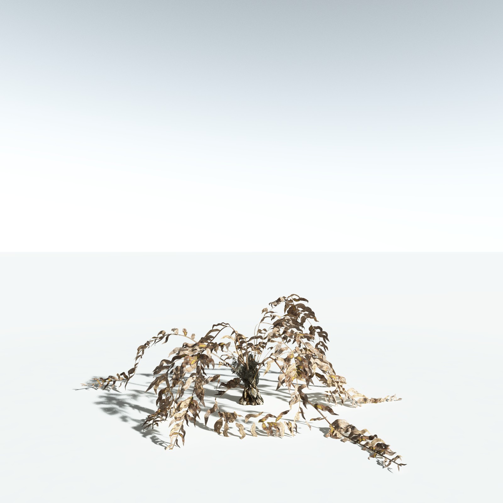 EVERYPlant Seashore Palm for Vue by N/A