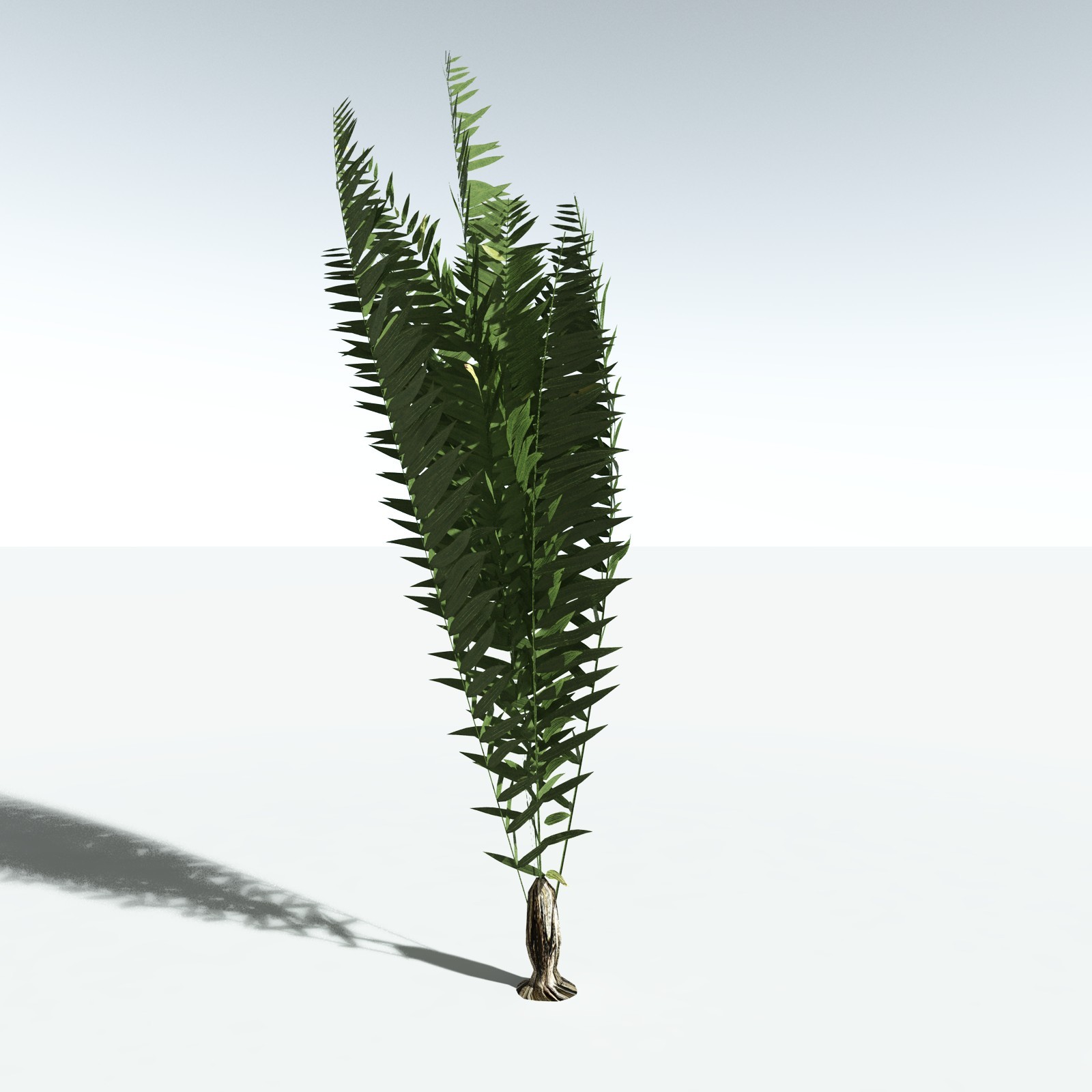 EVERYPlant Seashore Palm for Vue by N/A