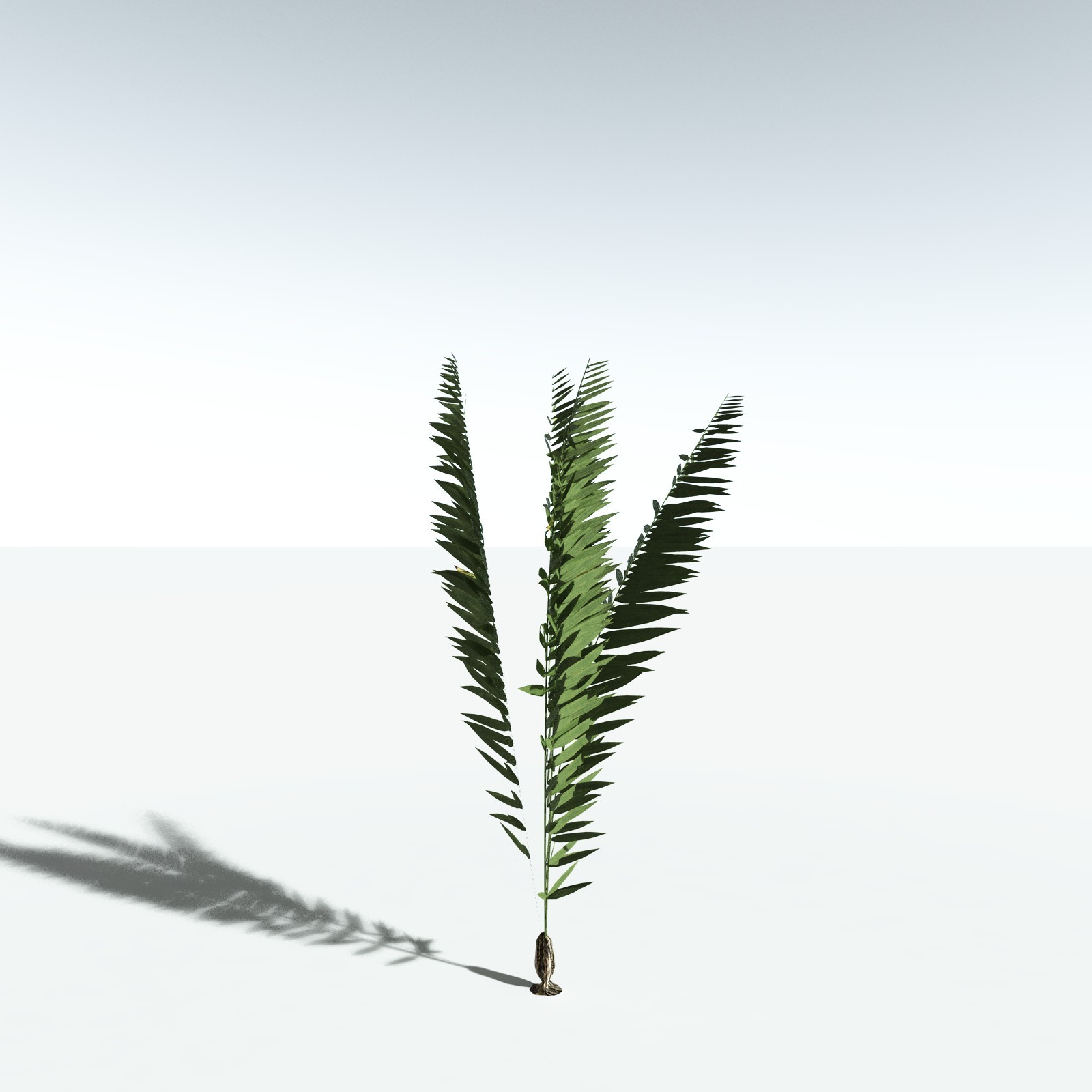 EVERYPlant Seashore Palm for Vue by N/A