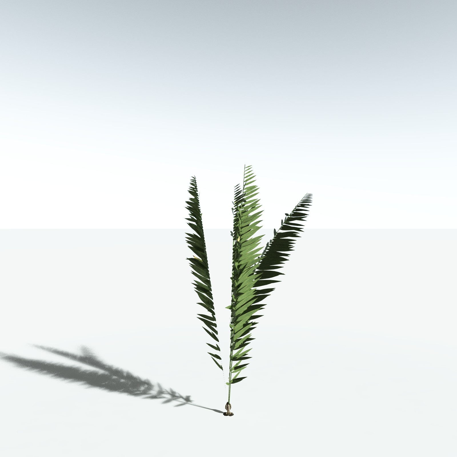 EVERYPlant Seashore Palm for Vue by N/A