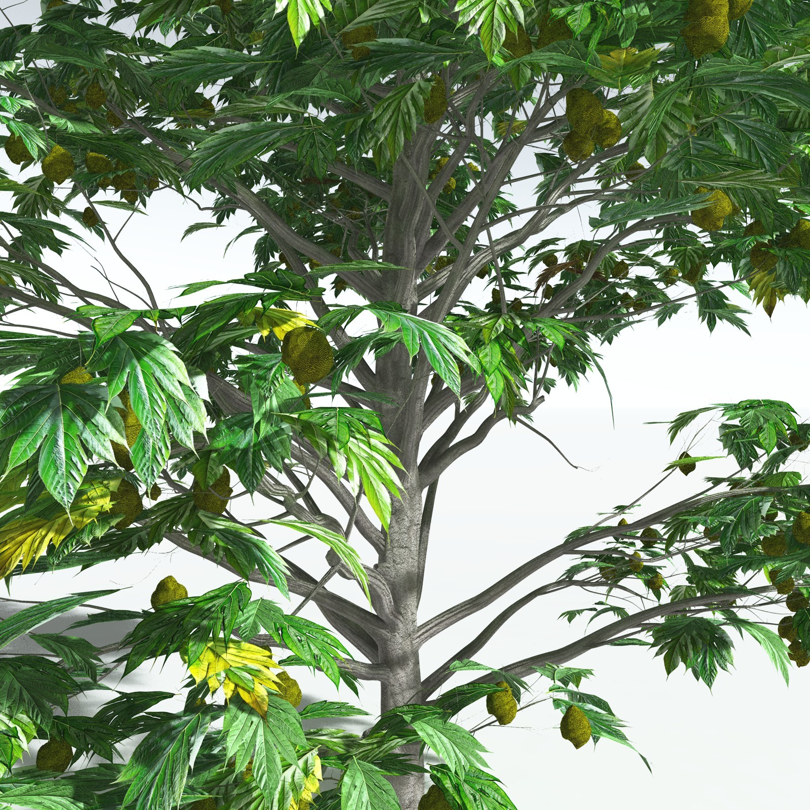 EVERYPlant Breadnut for Vue by N/A