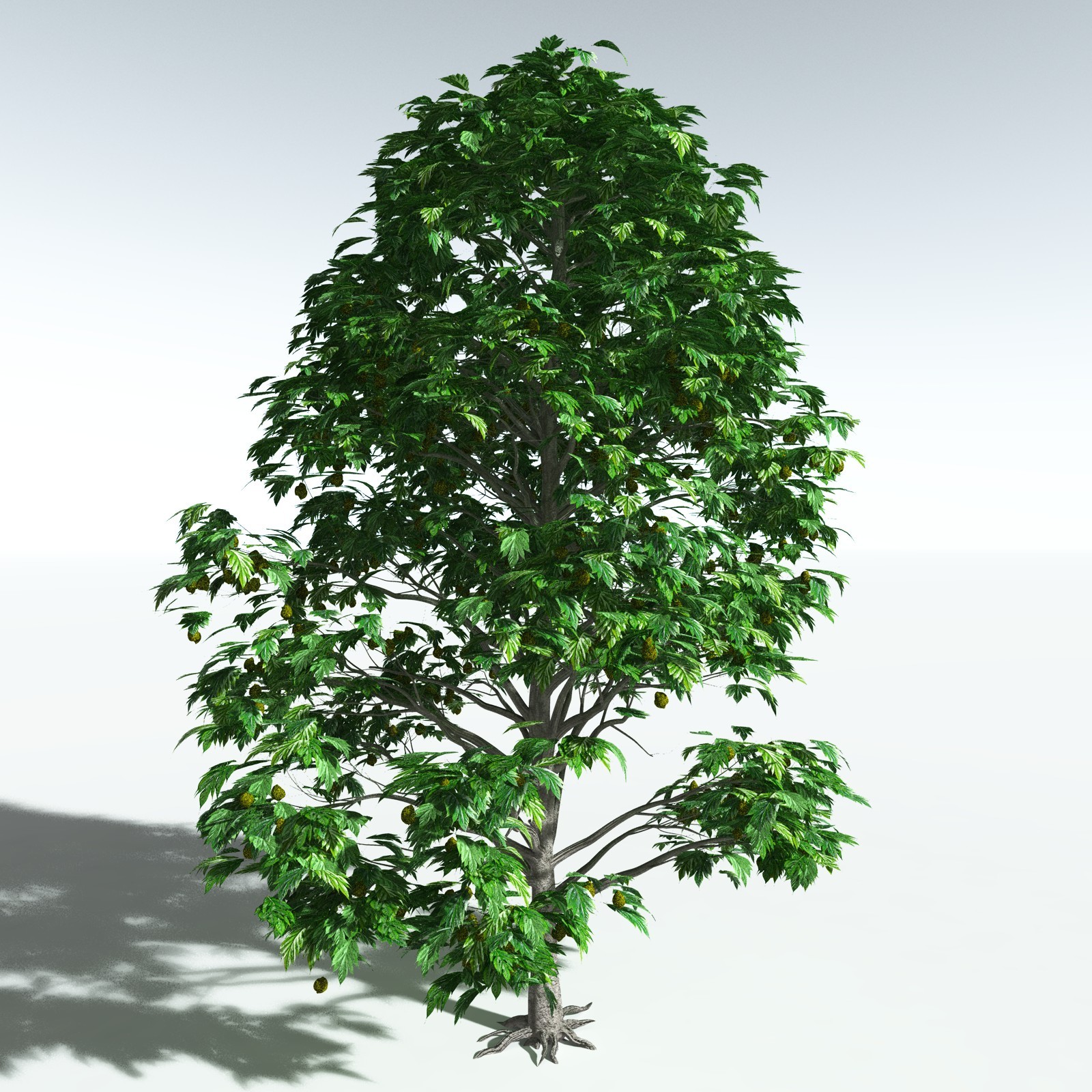 EVERYPlant Breadnut for Vue by N/A