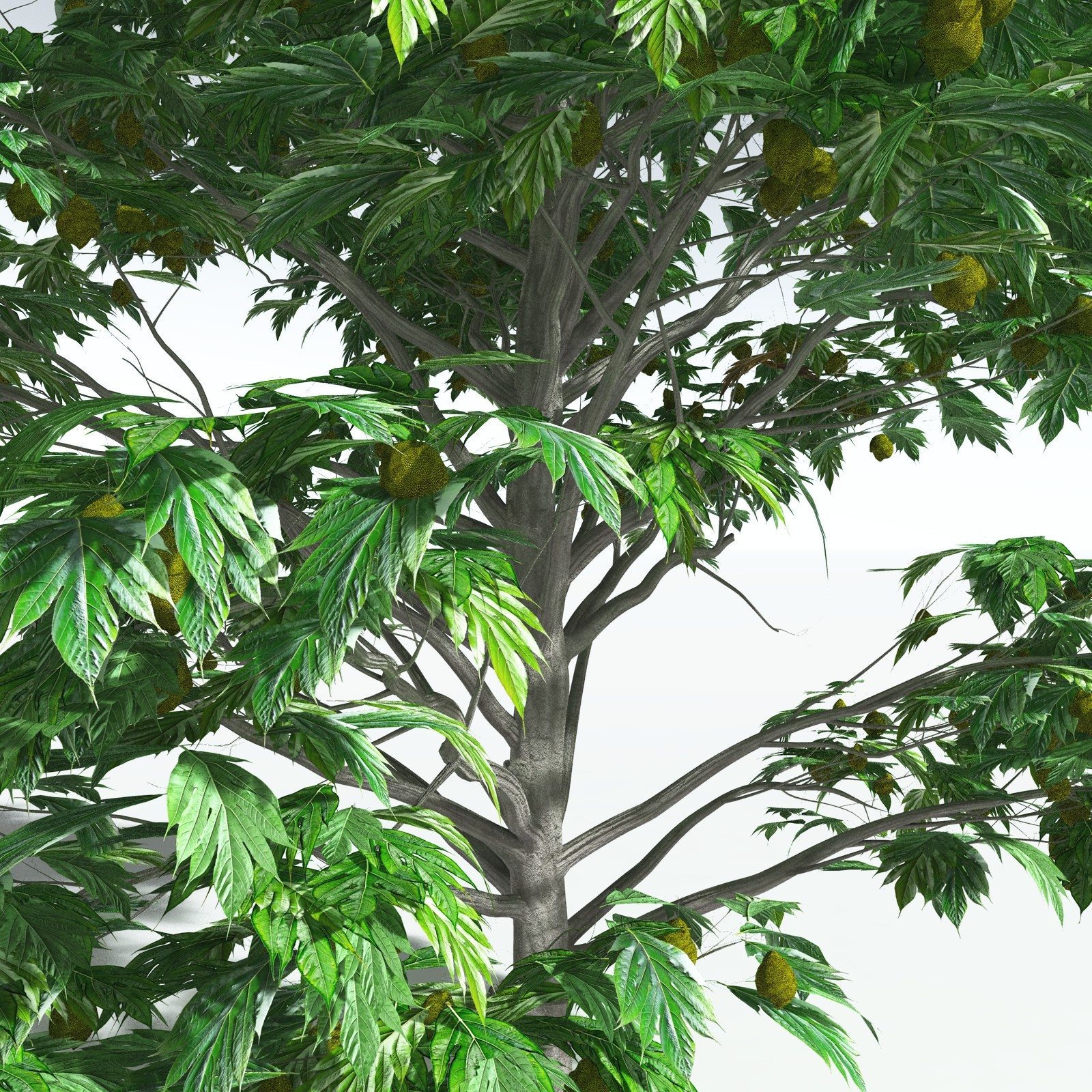 EVERYPlant Breadnut for Vue by N/A
