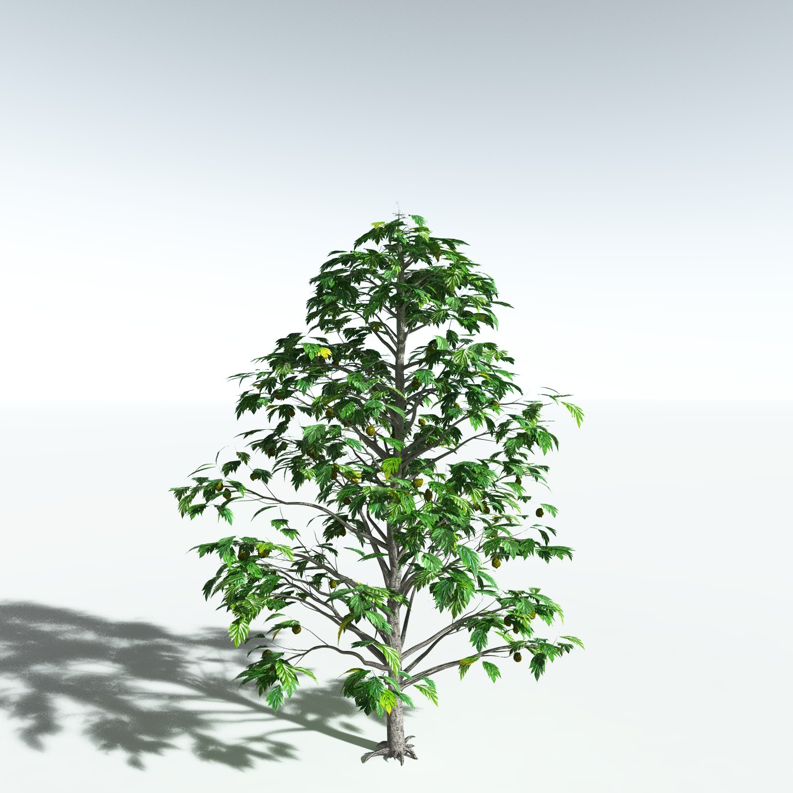 EVERYPlant Breadnut for Vue by N/A