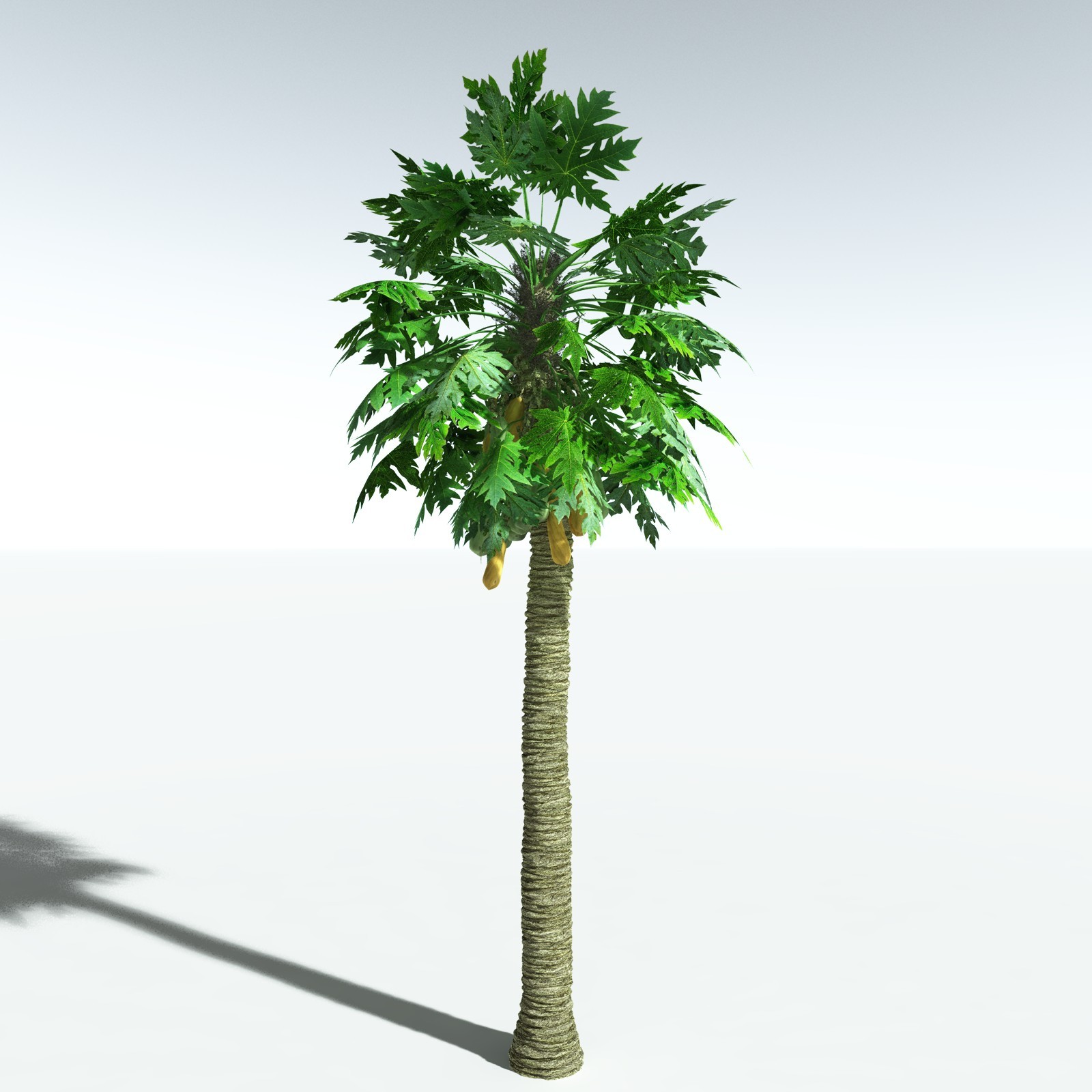 EVERYPlant Papaya for Vue by N/A