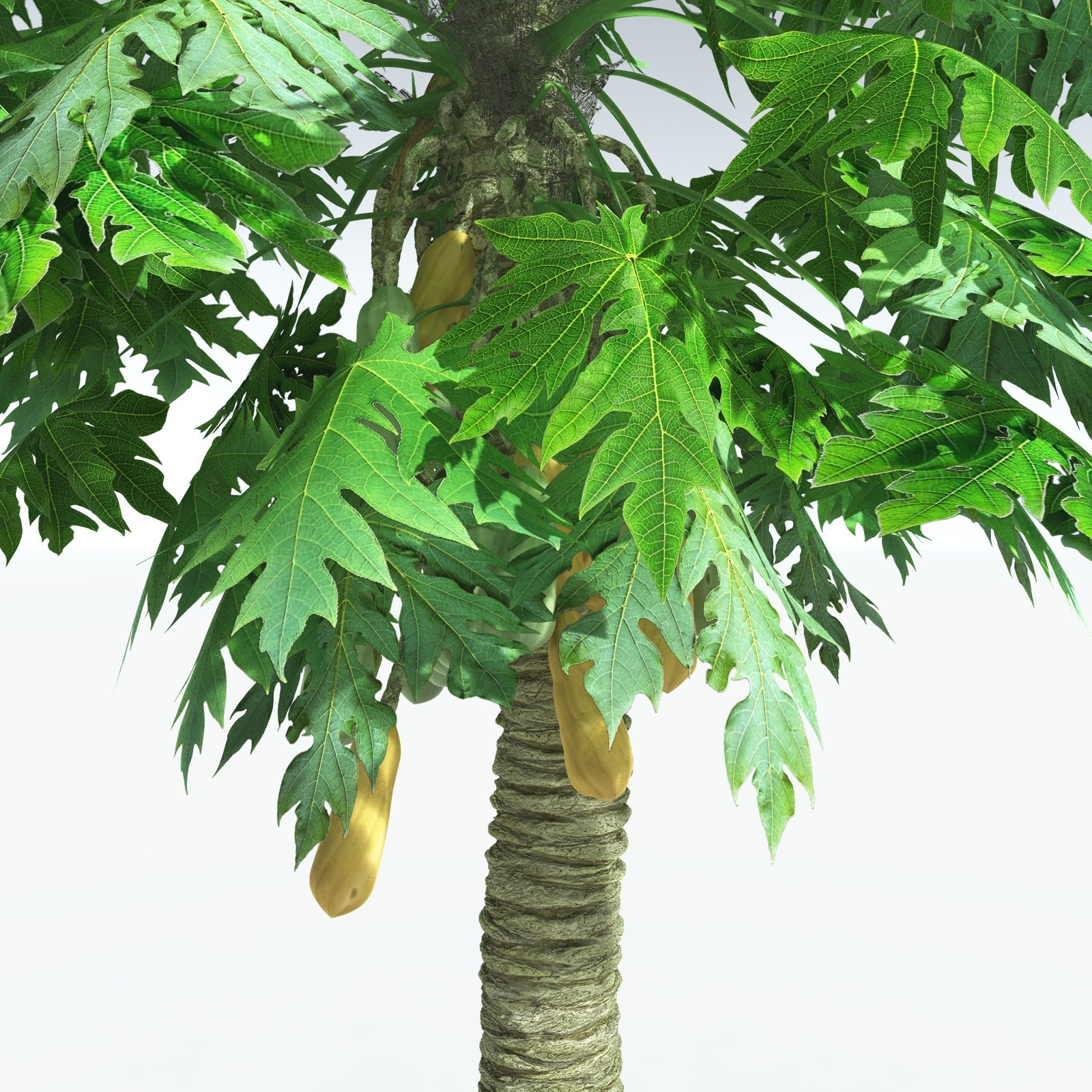 EVERYPlant Papaya for Vue by N/A