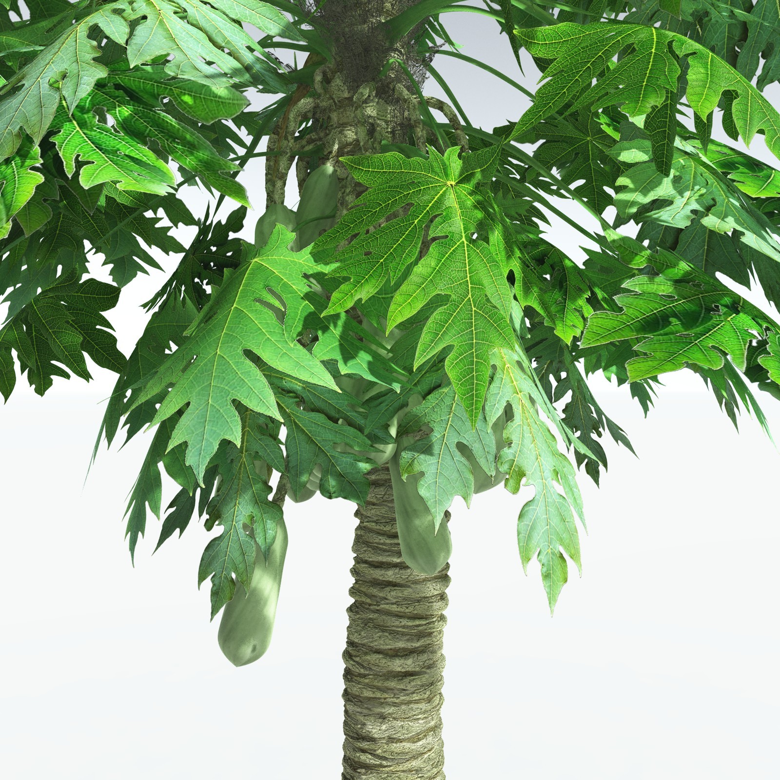 EVERYPlant Papaya for Vue by N/A