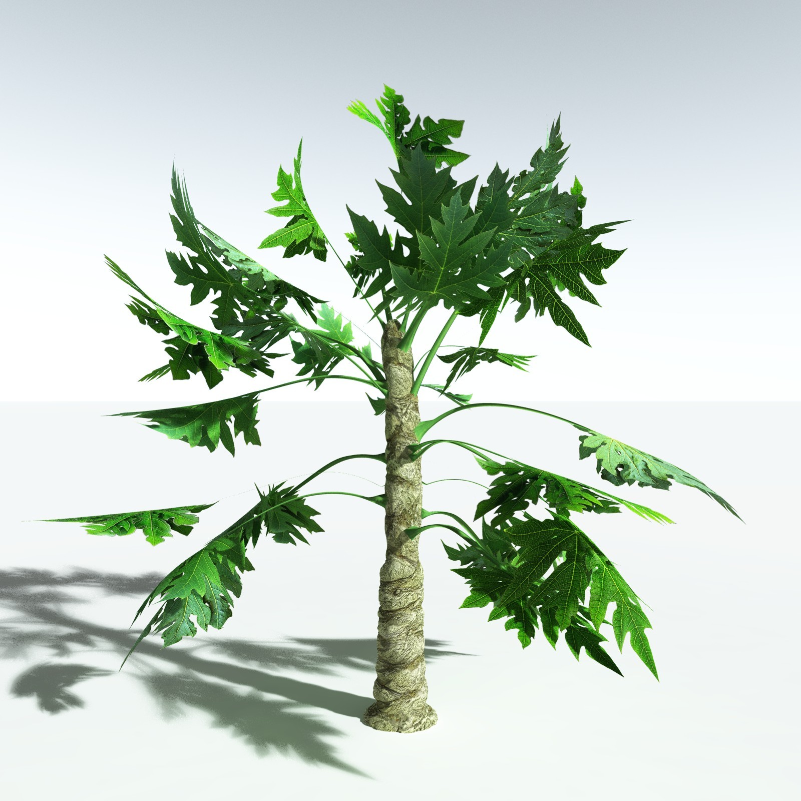 EVERYPlant Papaya for Vue by N/A