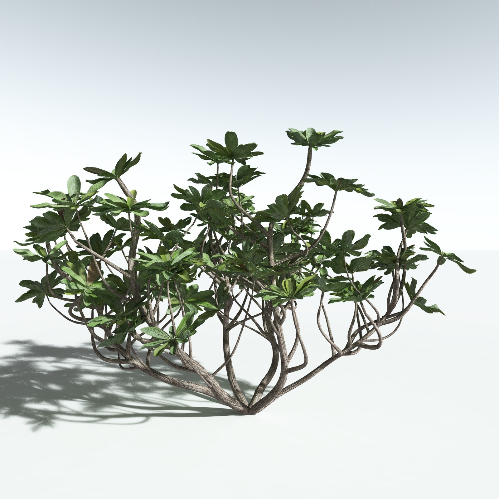 EVERYPlant Tree Heliotrope for Vue by N/A