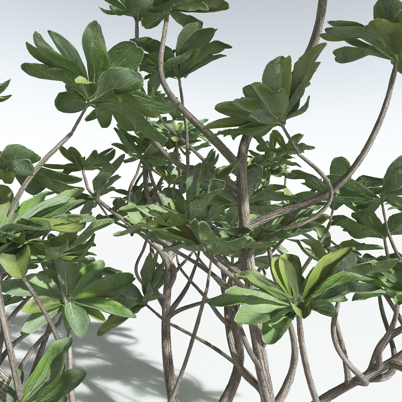 EVERYPlant Tree Heliotrope for Vue by N/A