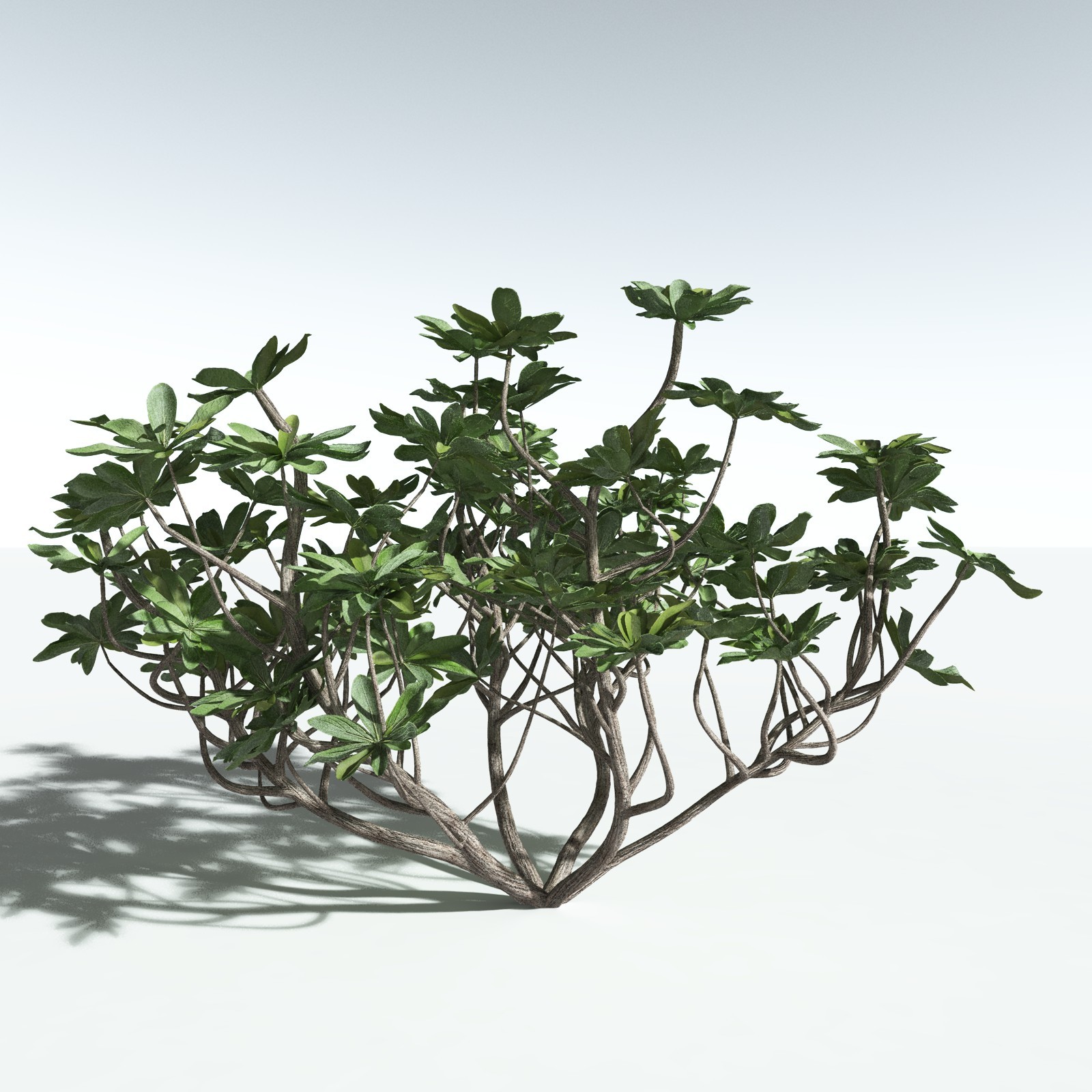 EVERYPlant Tree Heliotrope for Vue by N/A