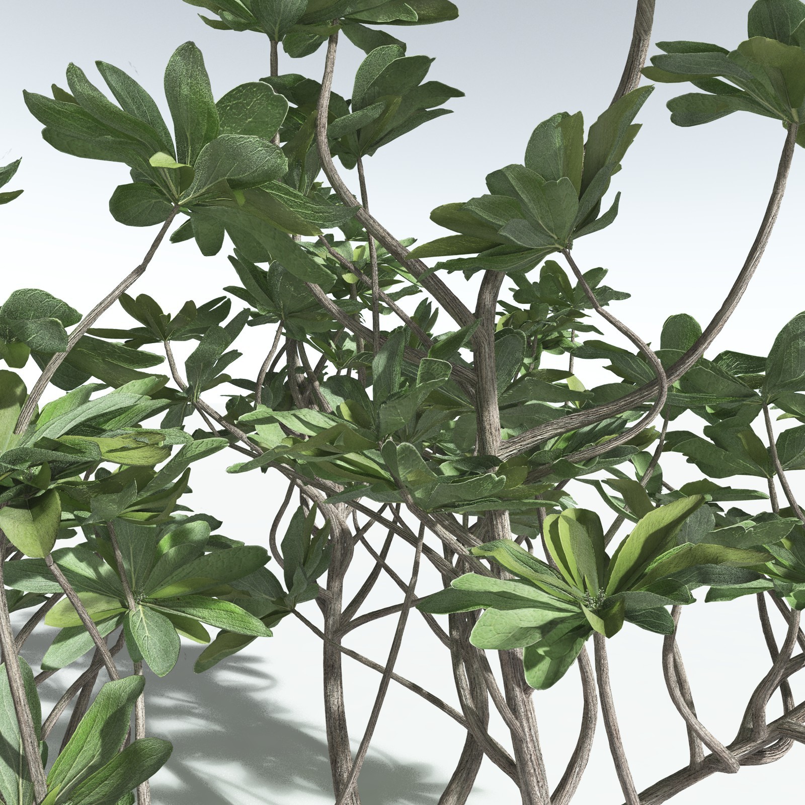 EVERYPlant Tree Heliotrope for Vue by N/A
