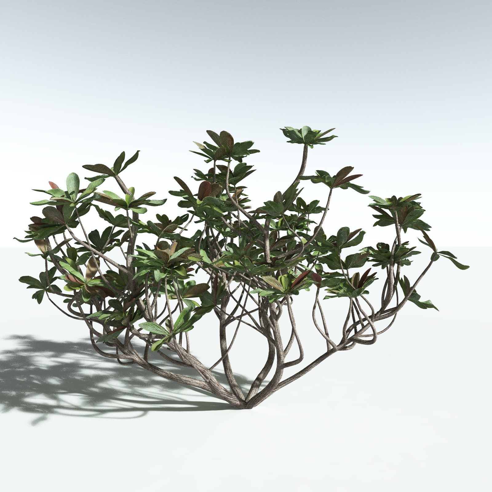 EVERYPlant Tree Heliotrope for Vue by N/A