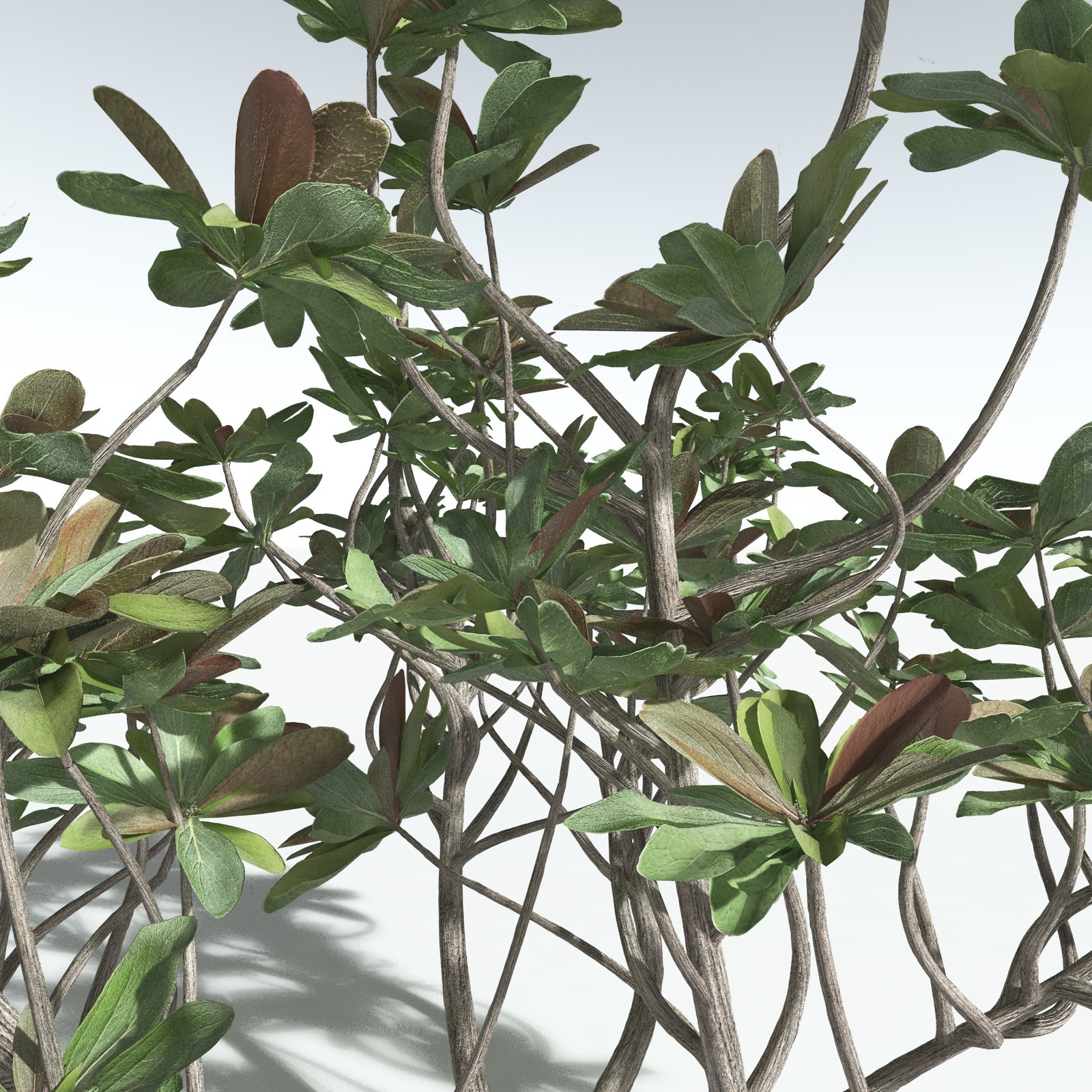 EVERYPlant Tree Heliotrope for Vue by N/A