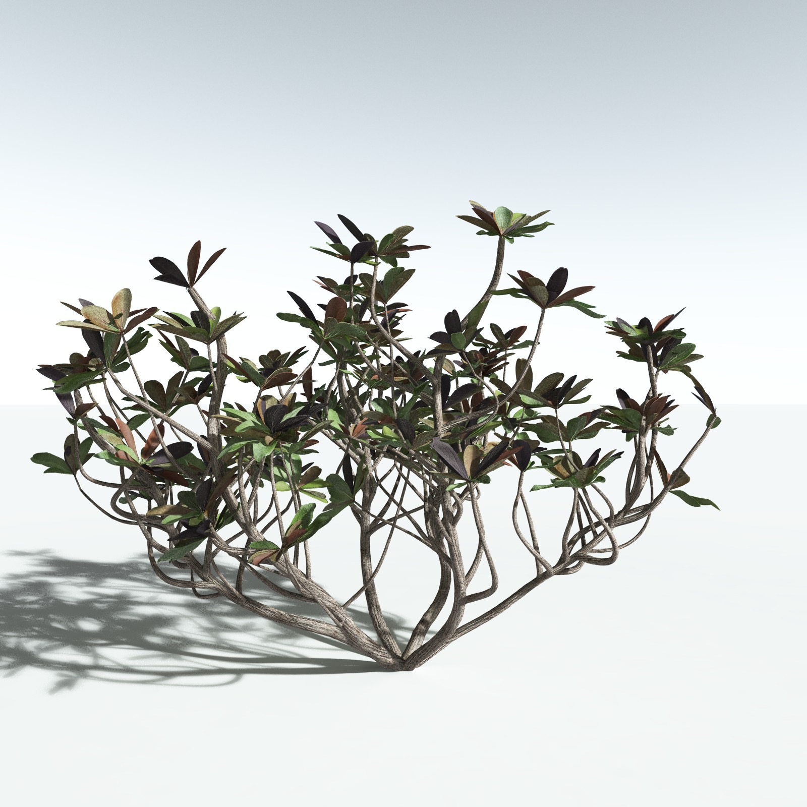 EVERYPlant Tree Heliotrope for Vue by N/A