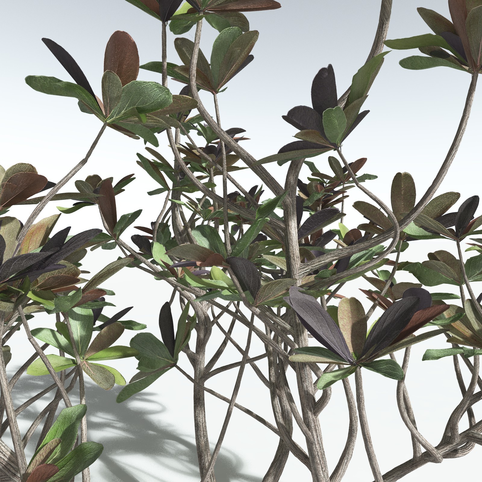 EVERYPlant Tree Heliotrope for Vue by N/A