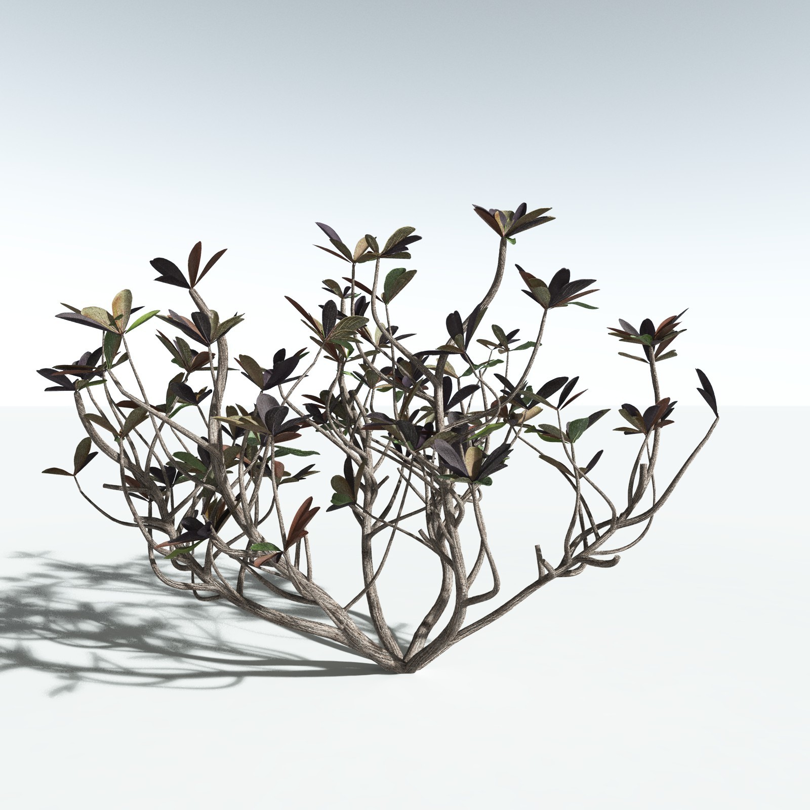 EVERYPlant Tree Heliotrope for Vue by N/A