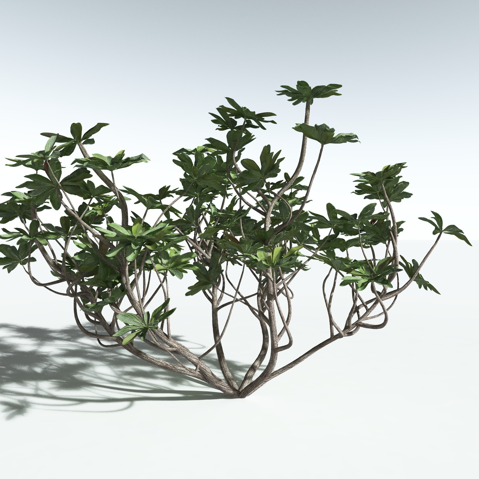 EVERYPlant Tree Heliotrope for Vue by N/A